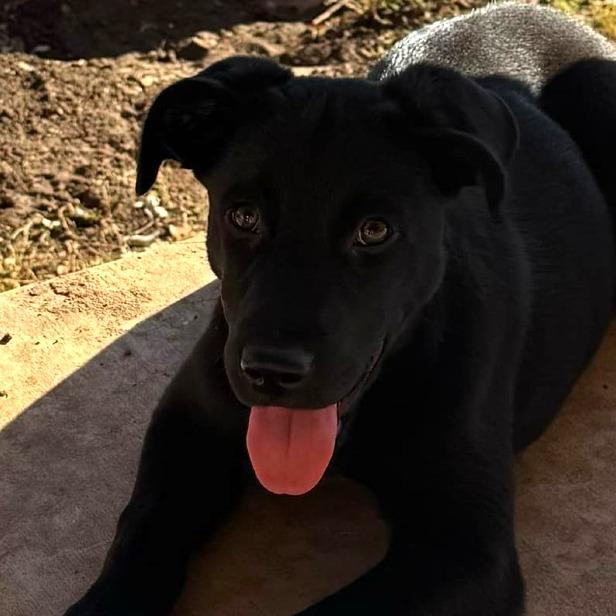 Cinderella KS — thumbnail 3