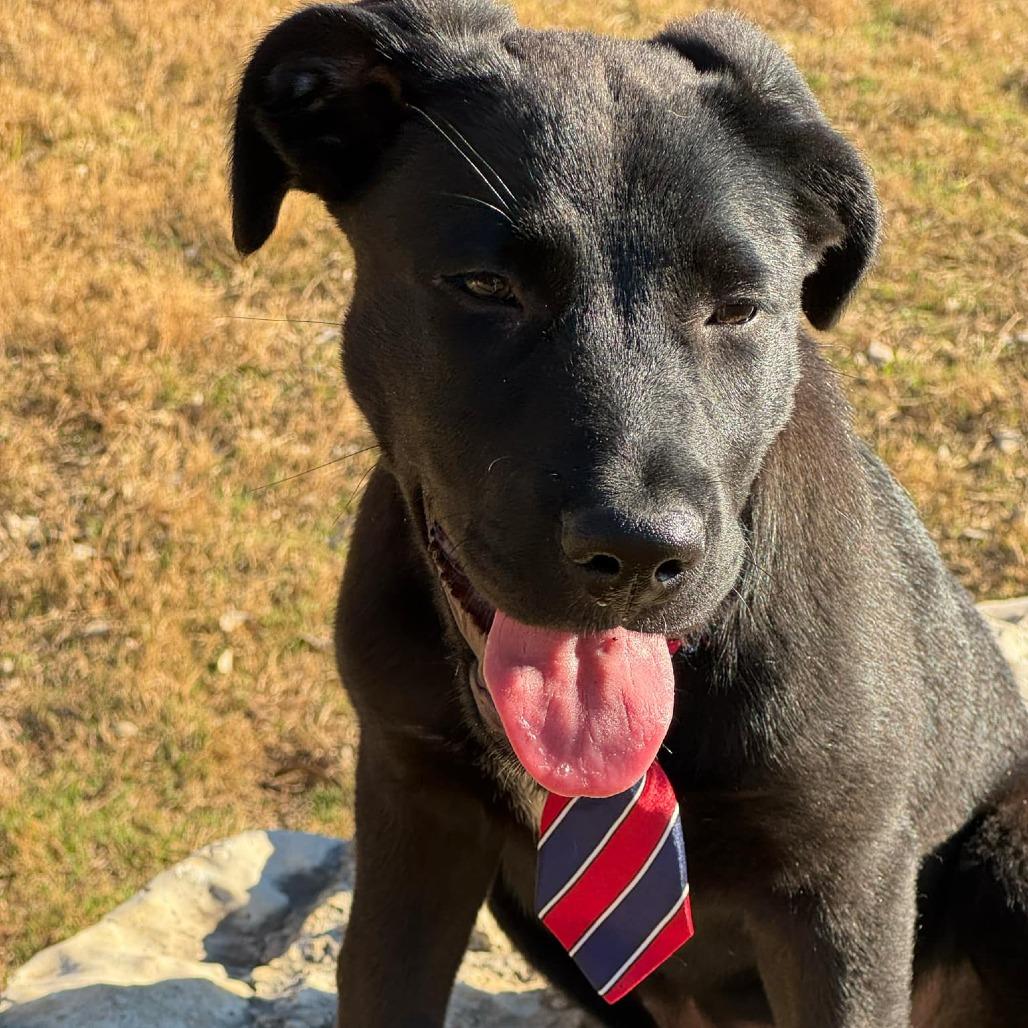 Cinderella KS — thumbnail 5