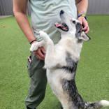 Enlarge Callie, a Adopted mixed breed in Commerce, TX image 5/5