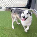 Enlarge Callie, a Adopted mixed breed in Commerce, TX image 3/5