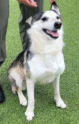 Enlarge Callie, a Adopted mixed breed in Commerce, TX image 2/5