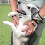 Callie, Adopted, Adult Female Siberian Husky.