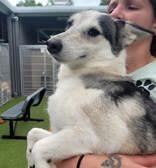 Enlarge Callie, a Adopted mixed breed in Commerce, TX image 4/5