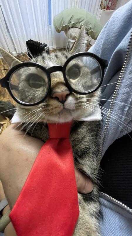 Enlarge Miso, a Adoptable mixed breed in Sunnyvale, CA image 2/3