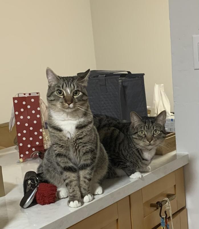 Enlarge Miso, a Adoptable mixed breed in Sunnyvale, CA image 3/3