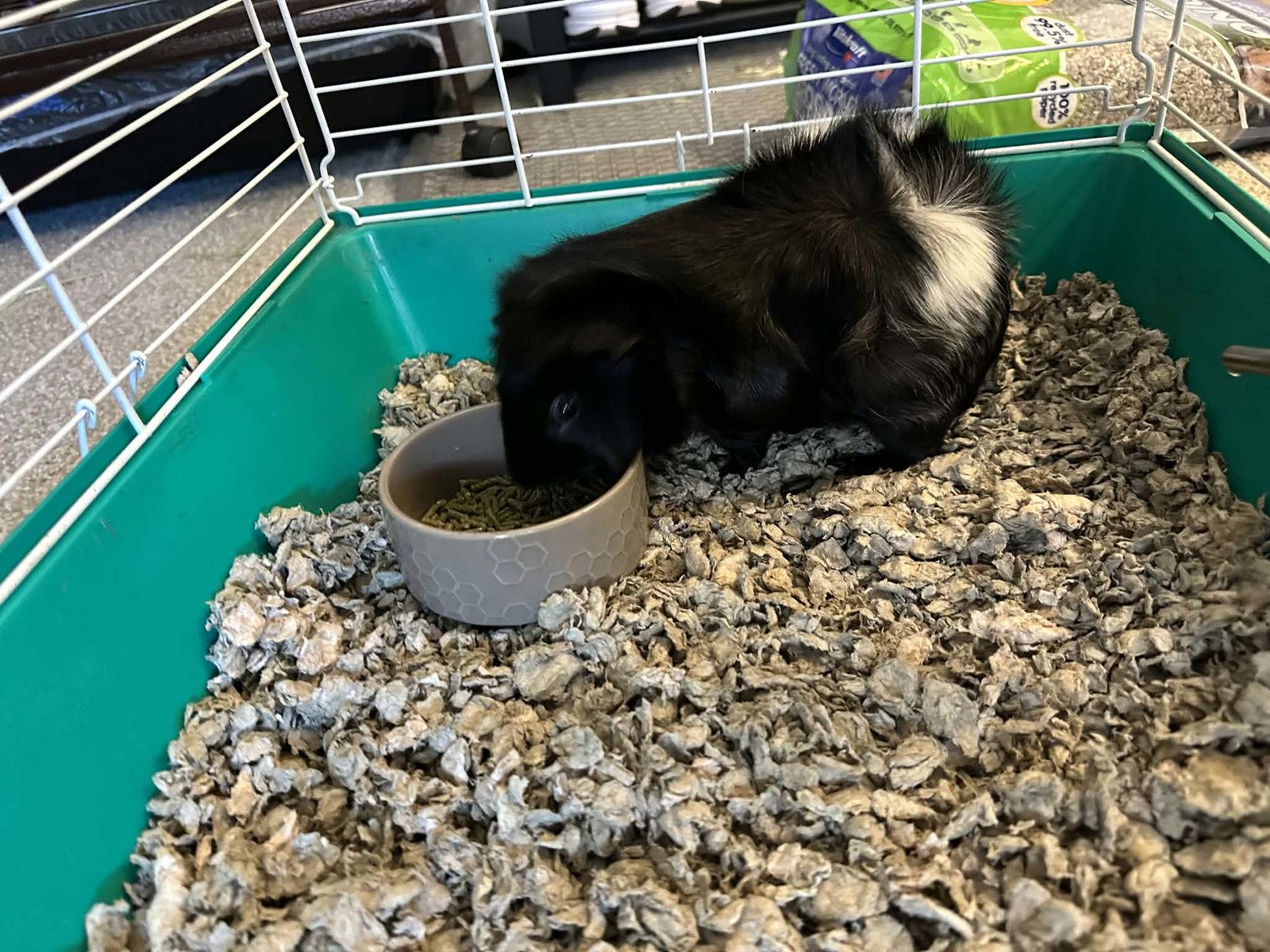 Oreo, Adoptable, Adult Male Guinea Pig.