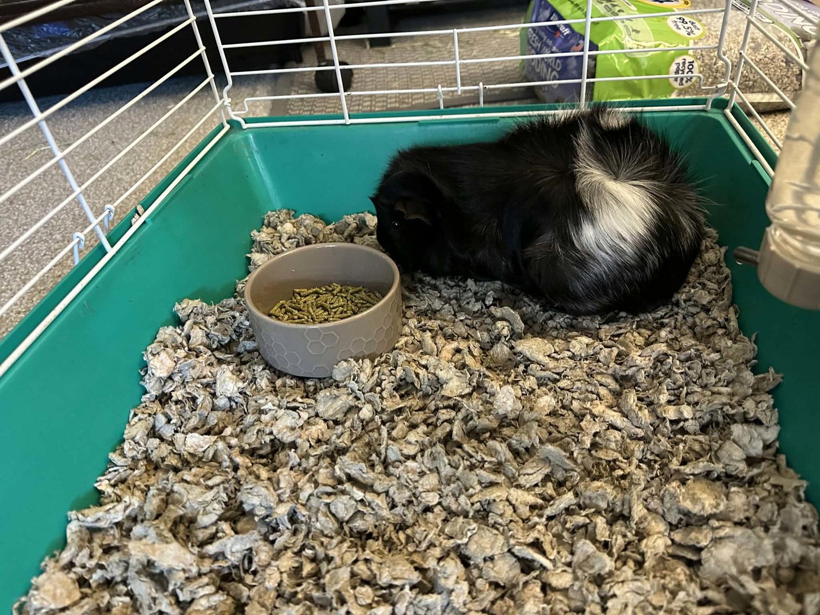 Oreo, a Adoptable Guinea Pig in Glenmoore, PA image 2/2