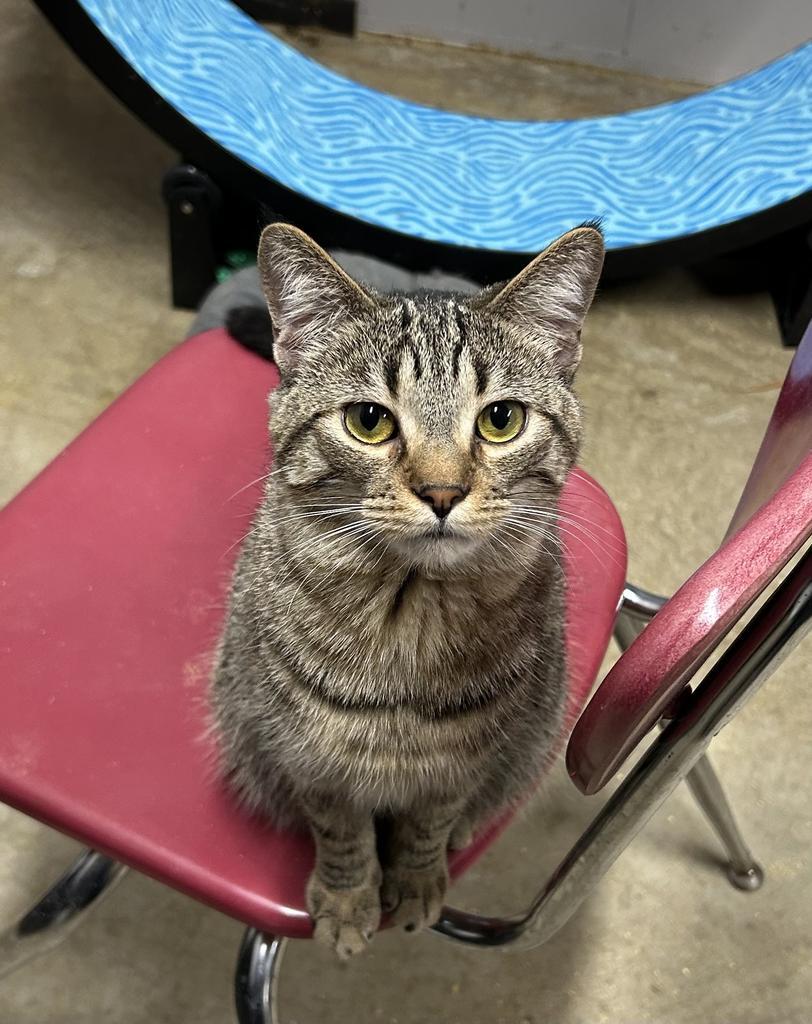 Cello, Adoptable, Young Male Domestic Short Hair.