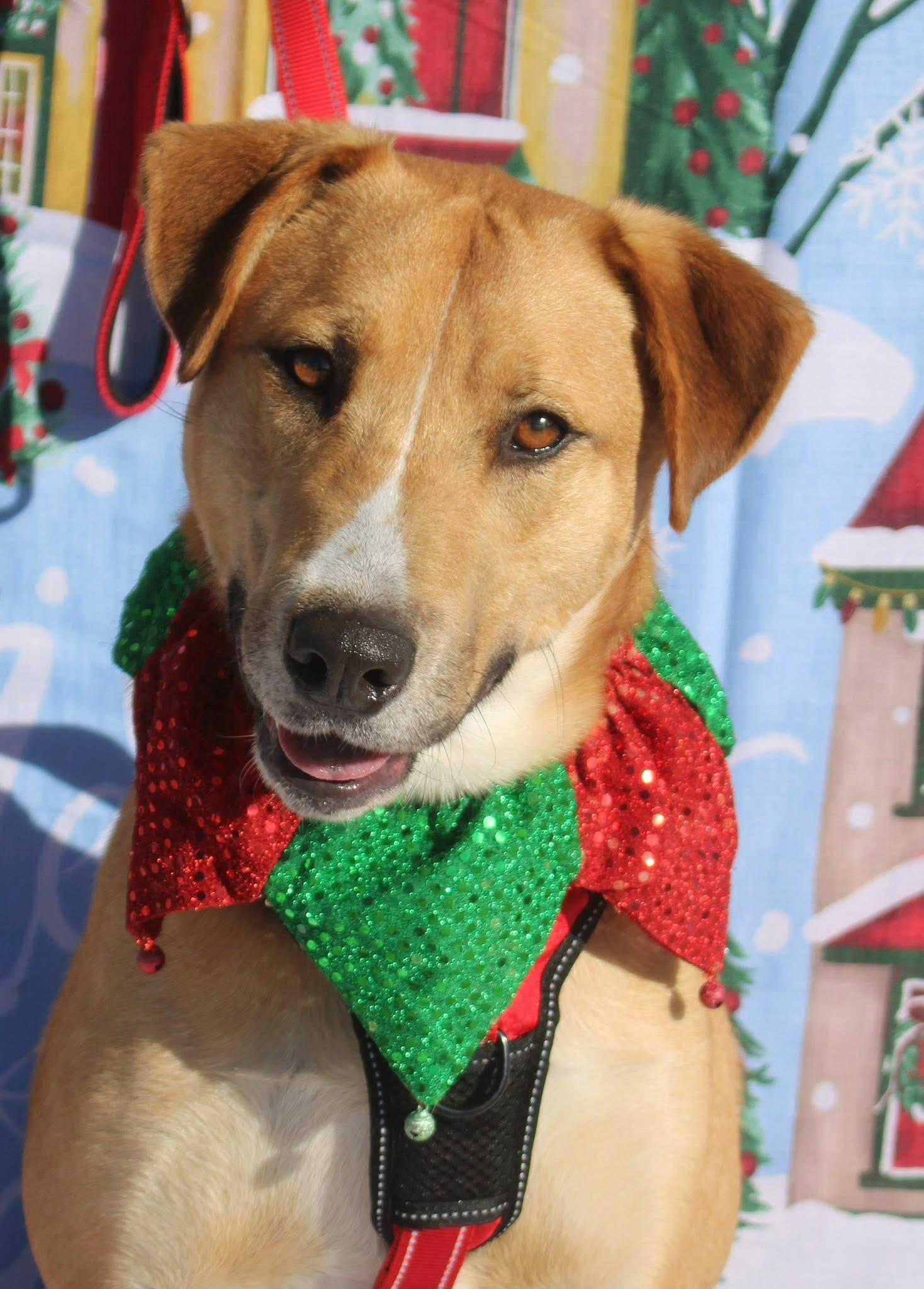 Max, Adoptable, Young Male Labrador Retriever.
