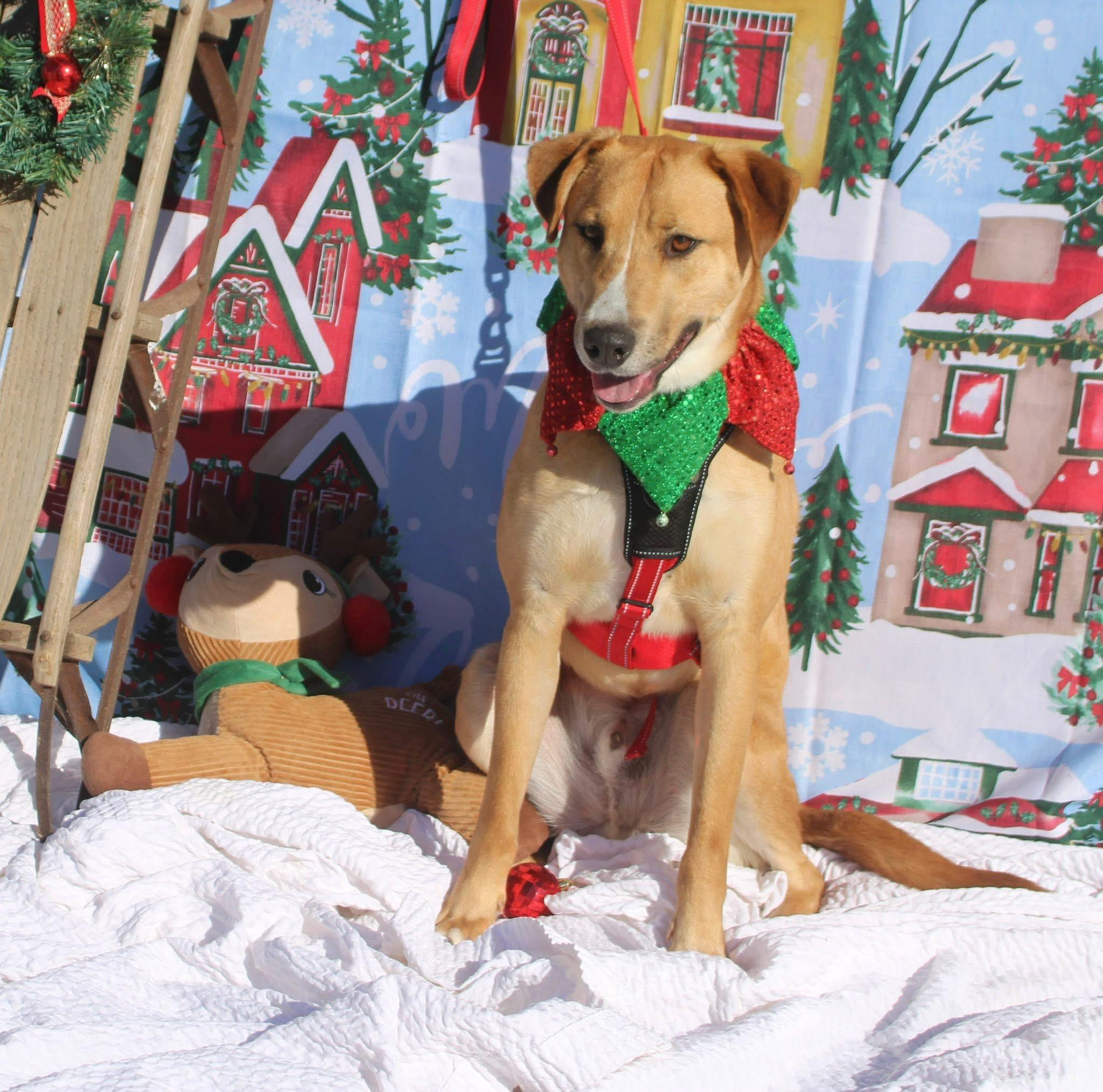 Enlarge Max, a Adoptable mixed breed in Stuarts Draft, VA image 3/3