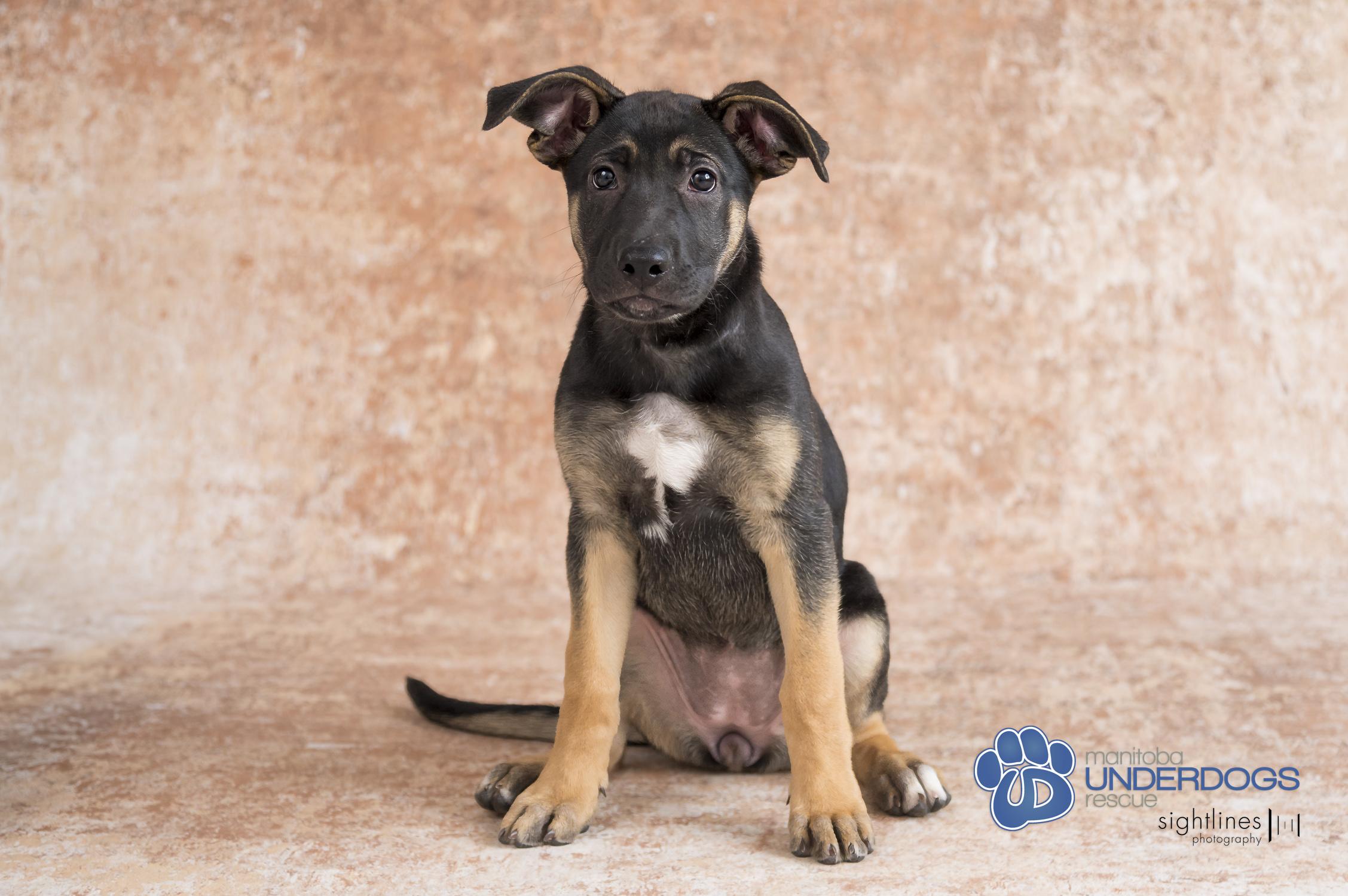 Lavender, an adoptable Shepherd, Boxer in Winnipeg, MB, R2M 2K2 | Photo Image 3