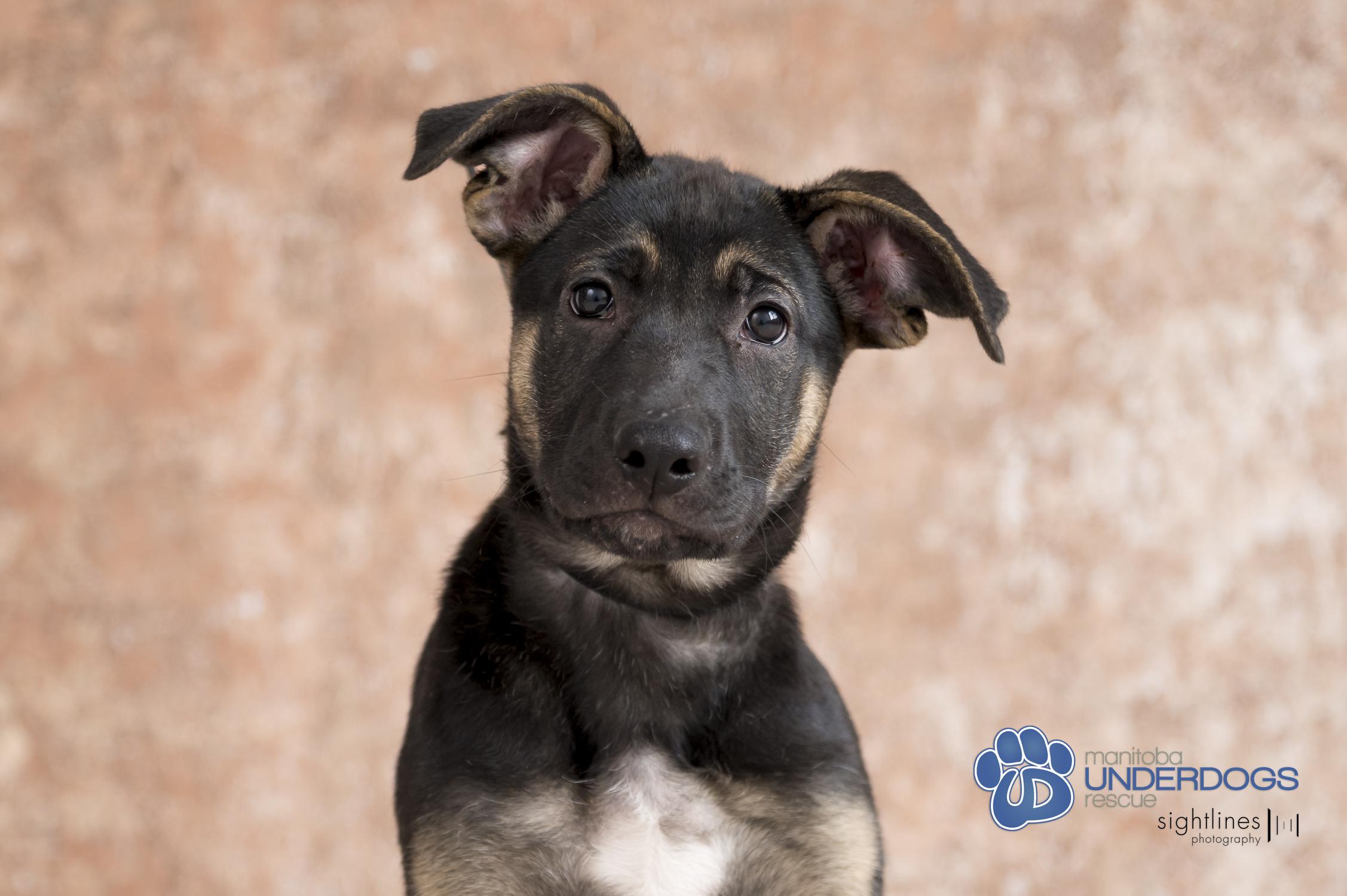 Lavender, an adoptable Shepherd, Boxer in Winnipeg, MB, R2M 2K2 | Photo Image 1
