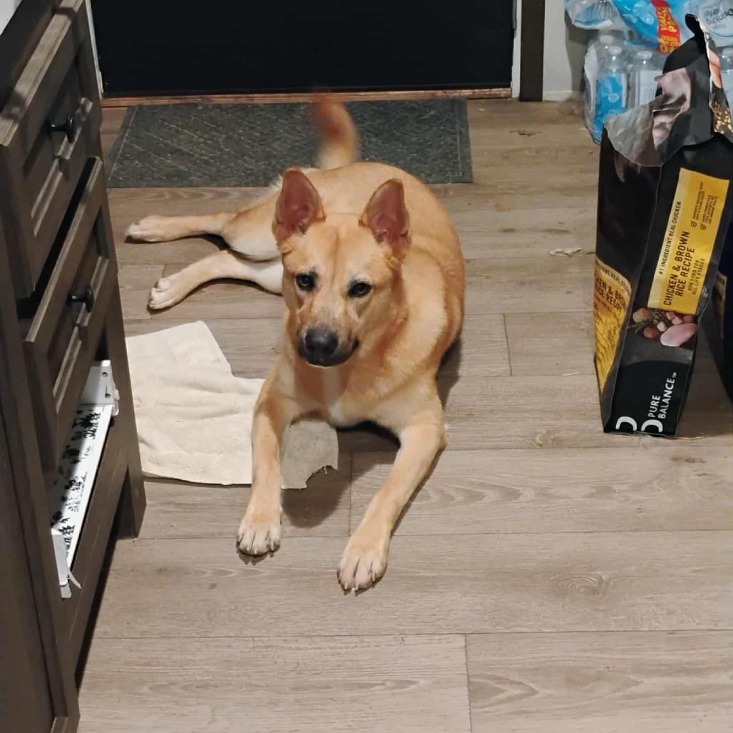 Roxie, Adoptable, Adult Female Shepherd.