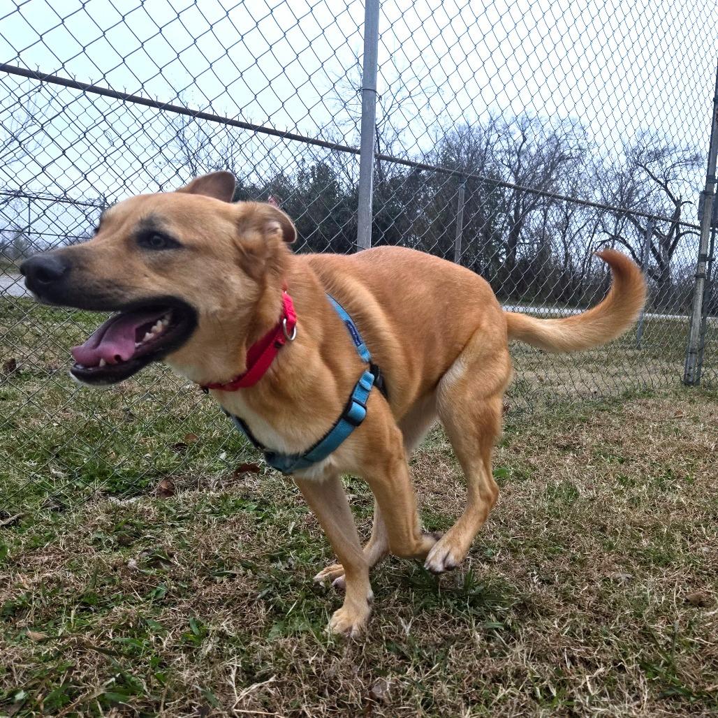 Enlarge Roxie, a Adoptable mixed breed in Tulsa, OK image 2/6