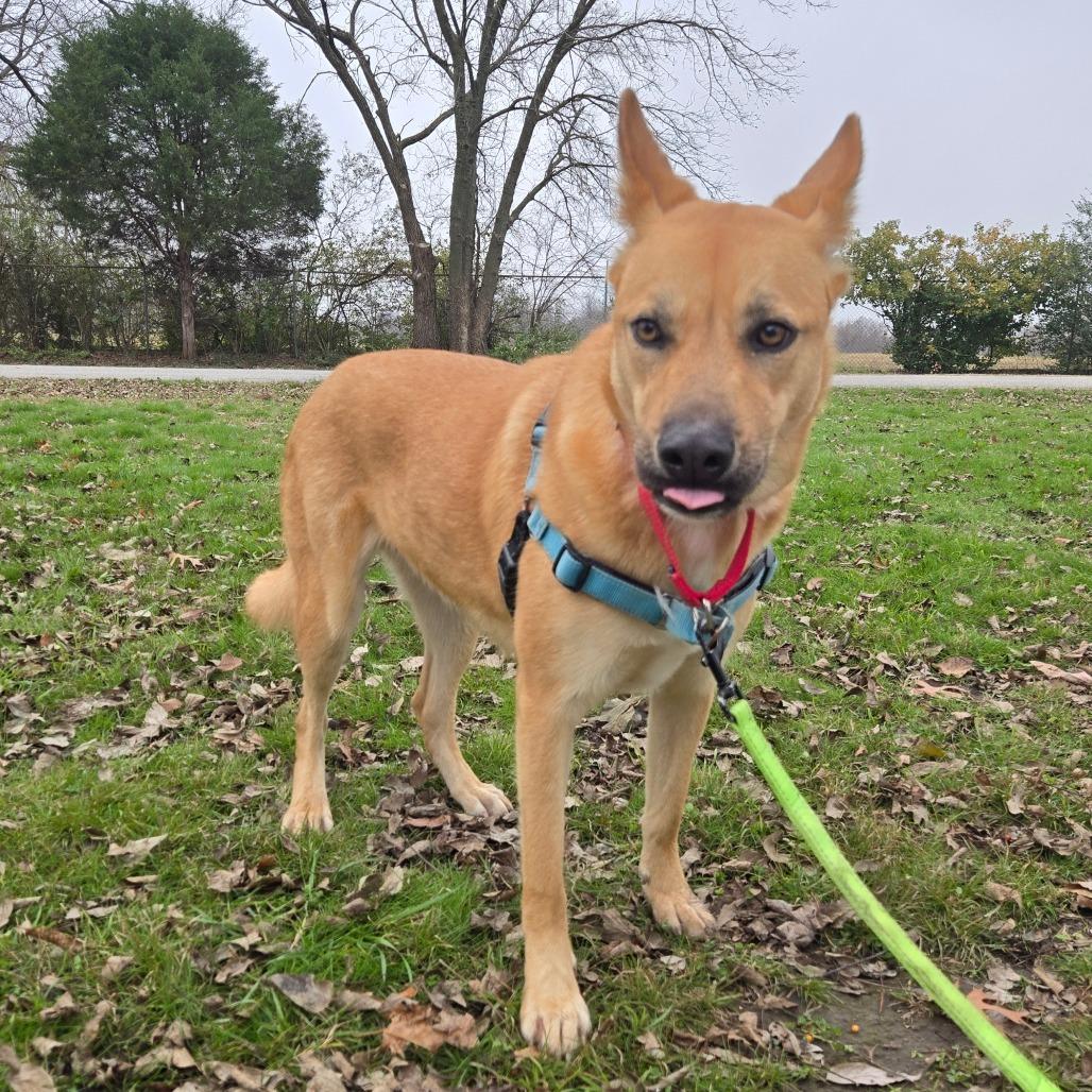 Enlarge Roxie, a Adoptable mixed breed in Tulsa, OK image 3/6