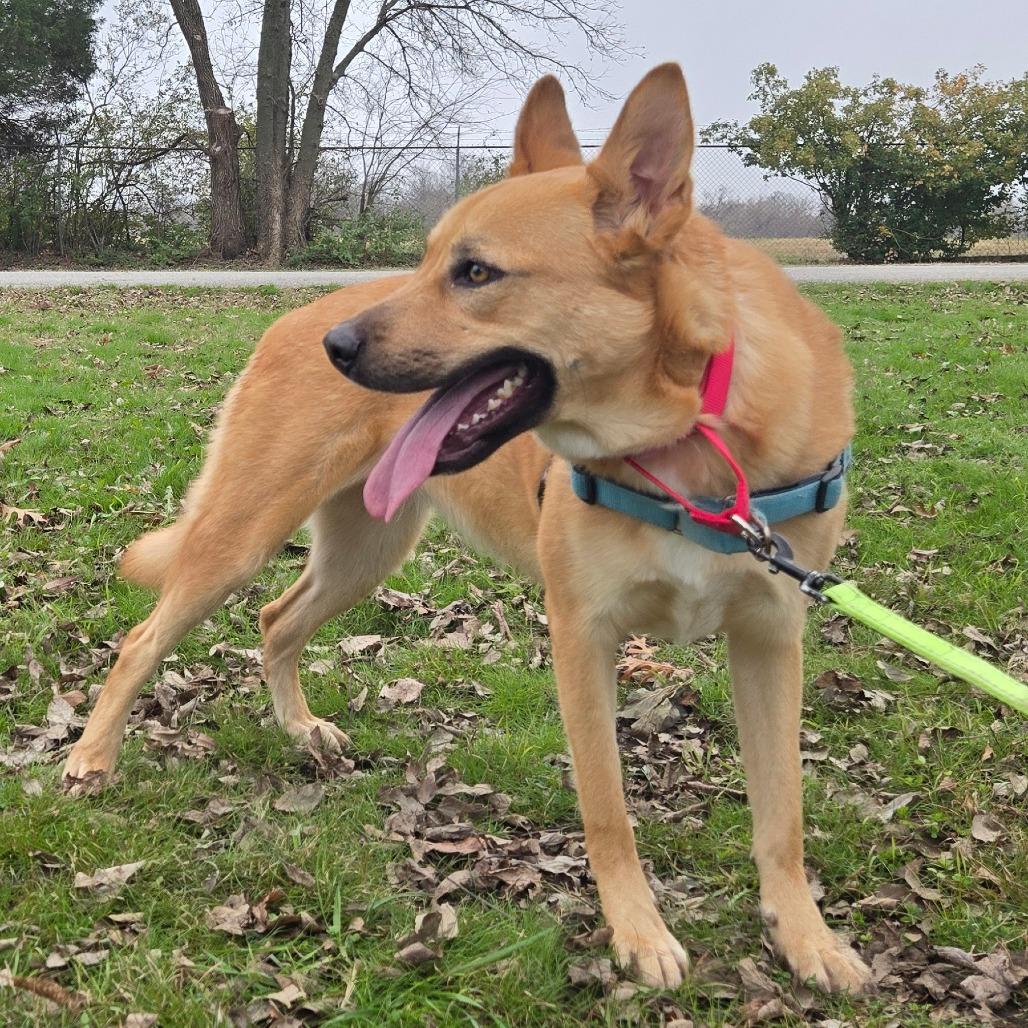 Enlarge Roxie, a Adoptable mixed breed in Tulsa, OK image 4/6