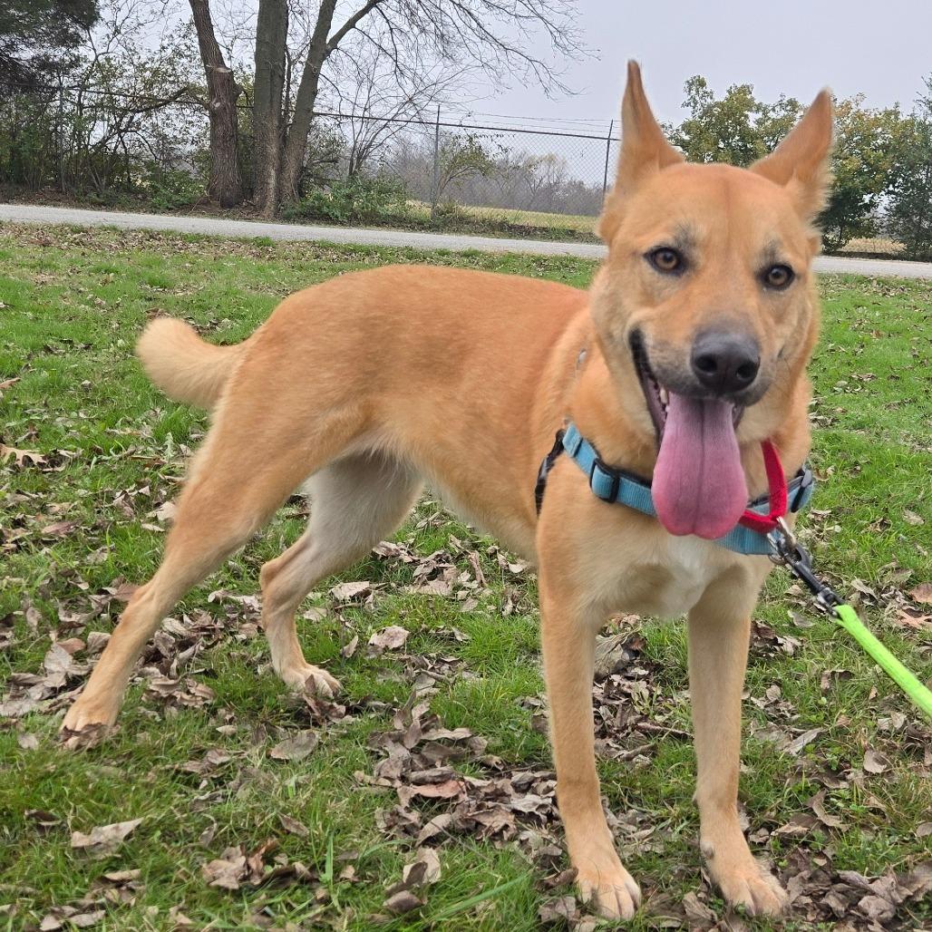 Enlarge Roxie, a Adoptable mixed breed in Tulsa, OK image 5/6