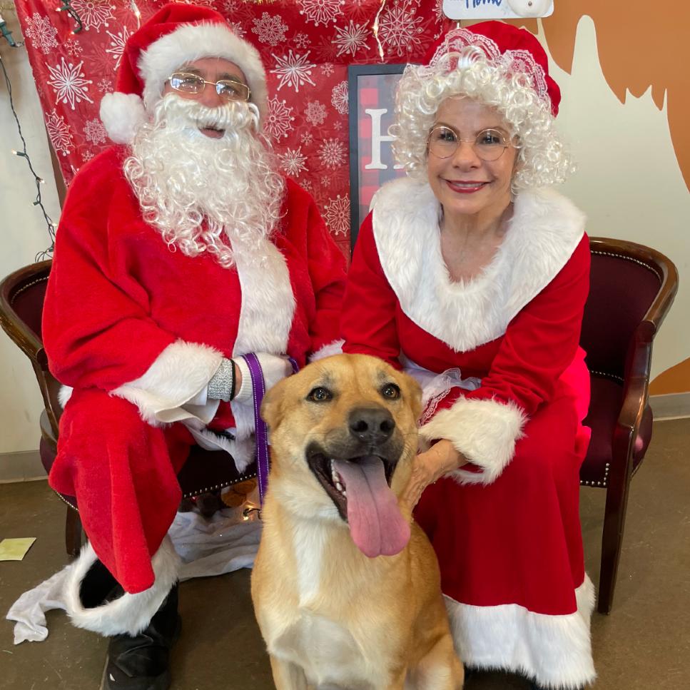 Enlarge Roxie, a Adoptable mixed breed in Tulsa, OK image 6/6