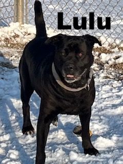 Enlarge Lulu, a Adoptable mixed breed in Macomb, IL image 1/1