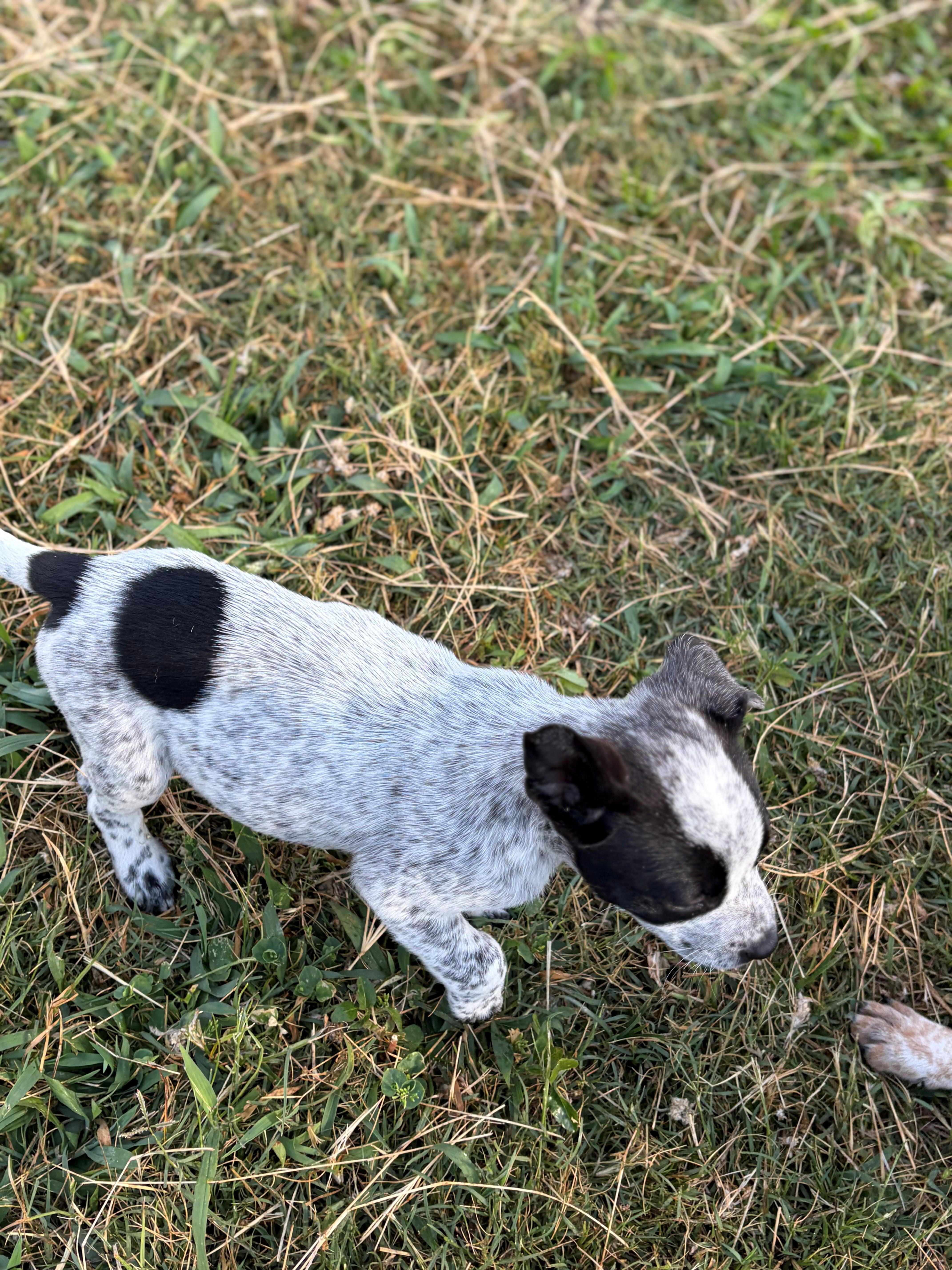 Enlarge Bert, a ADOPTABLE Australian Cattle Dog / Blue Heeler in Zephyrhills, FL image 2/3