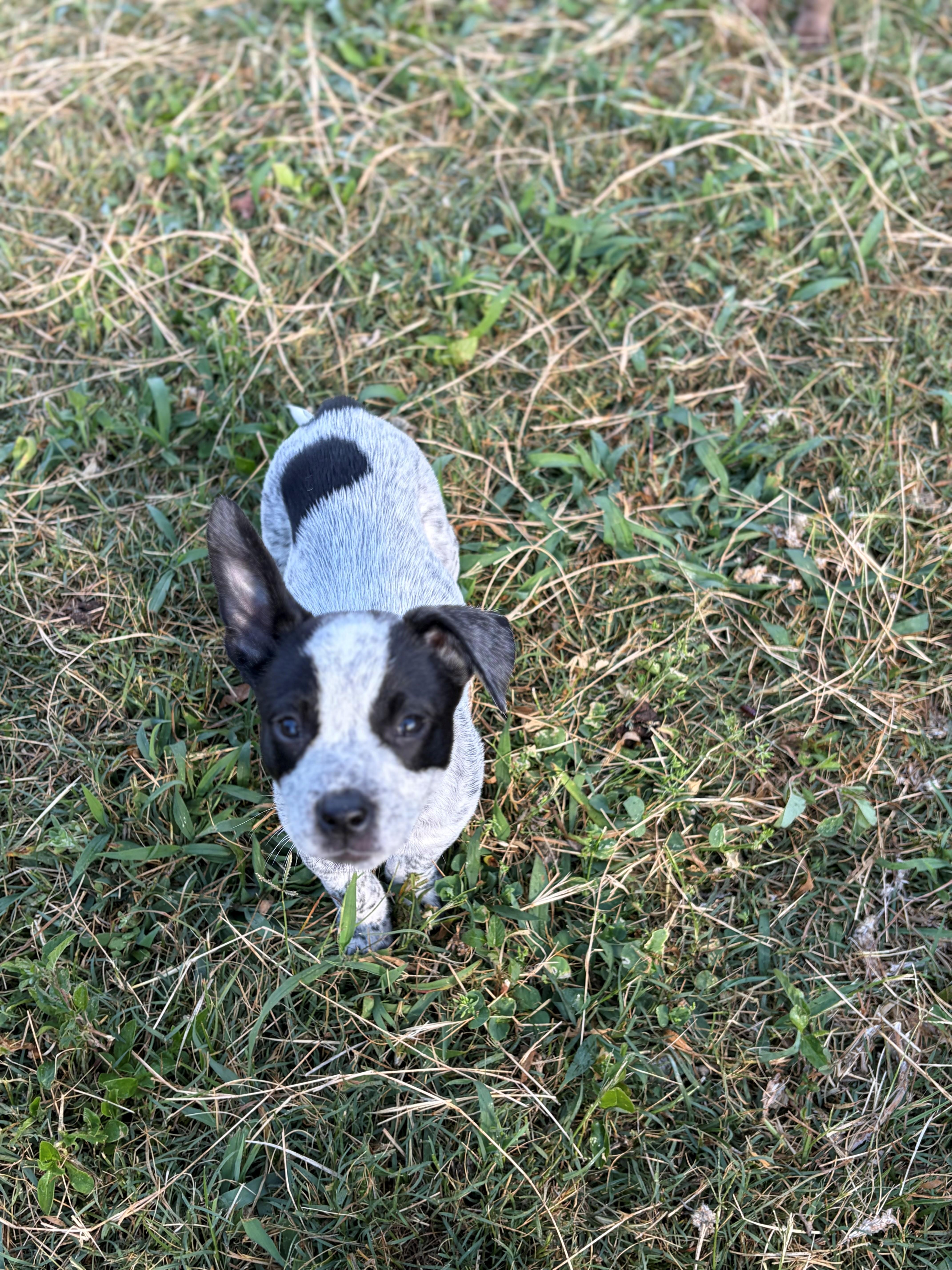 Bert, ADOPTABLE, Puppy Male Australian Cattle Dog / Blue Heeler.