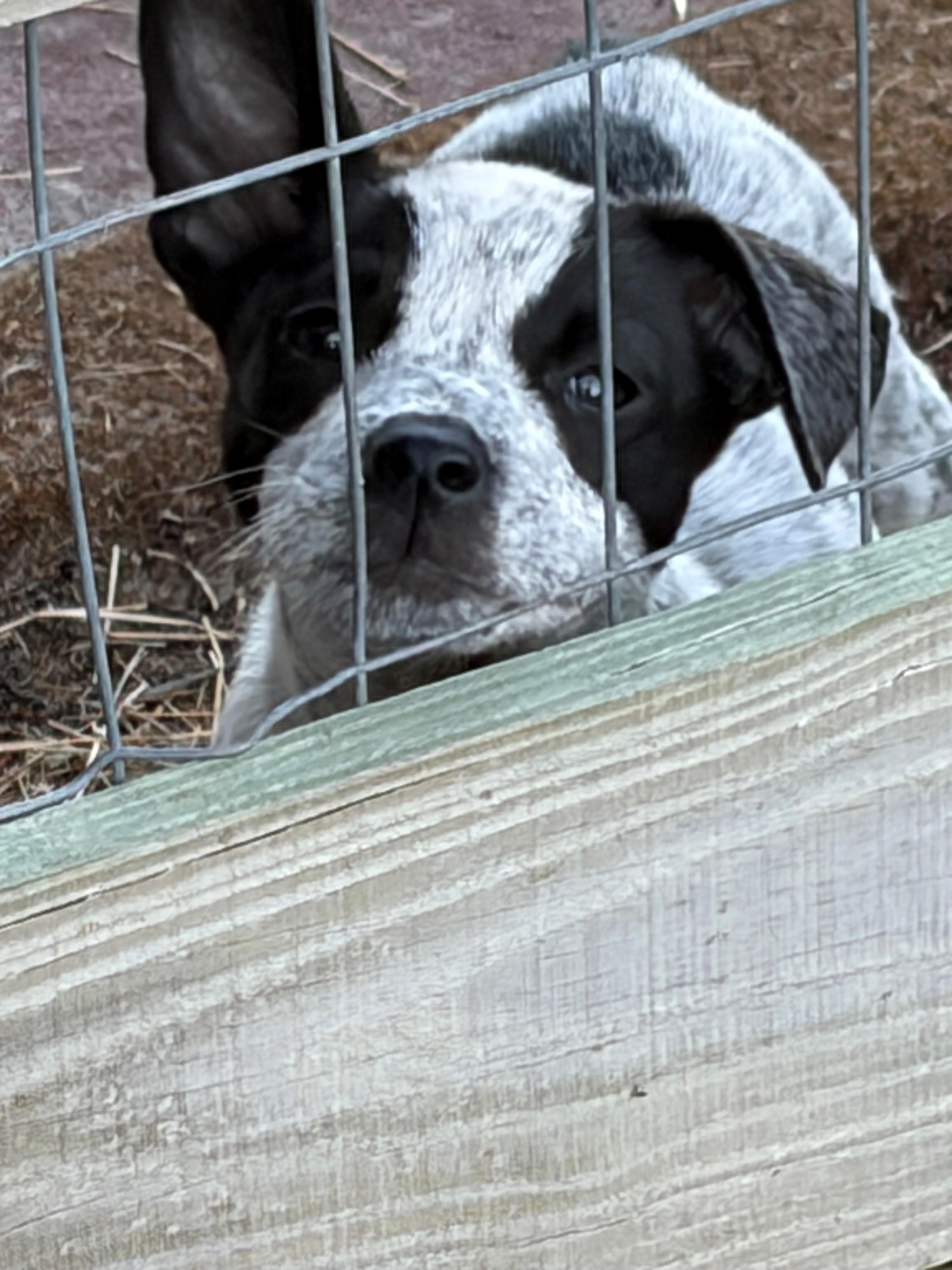 Enlarge Bert, a ADOPTABLE Australian Cattle Dog / Blue Heeler in Zephyrhills, FL image 3/3