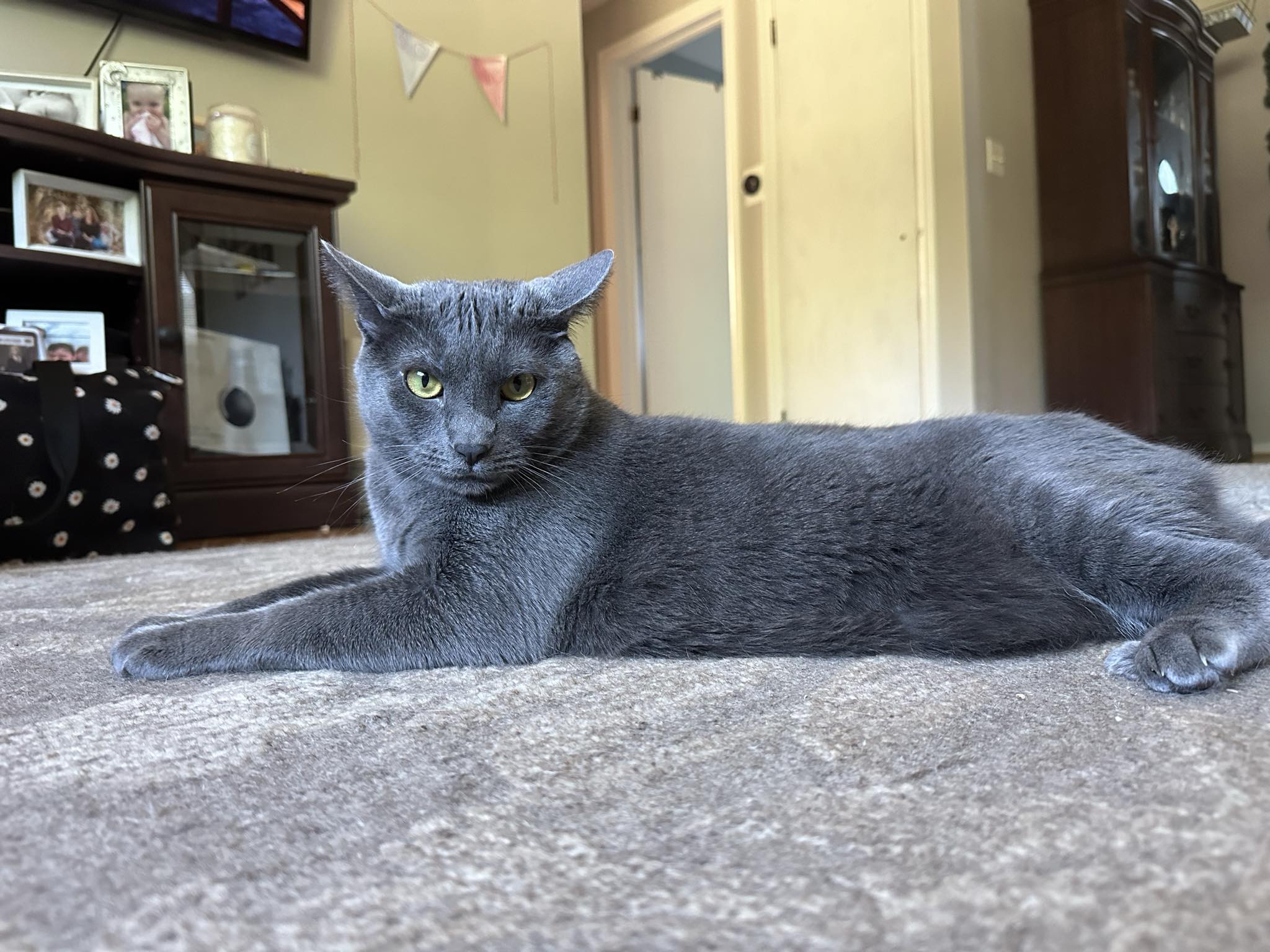 Gizmo, a Adopted Domestic Short Hair in Webster, NY image 4/4