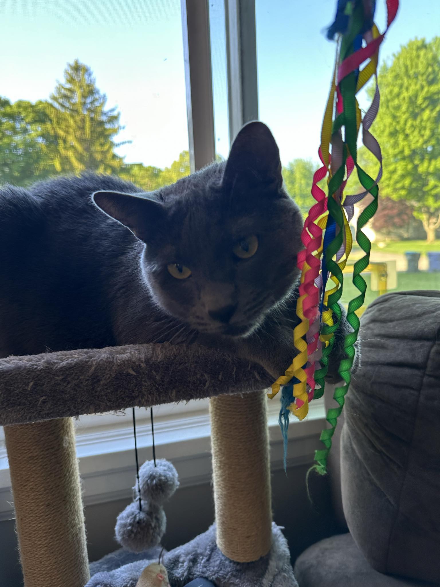 Gizmo, a Adopted Domestic Short Hair in Webster, NY image 2/4