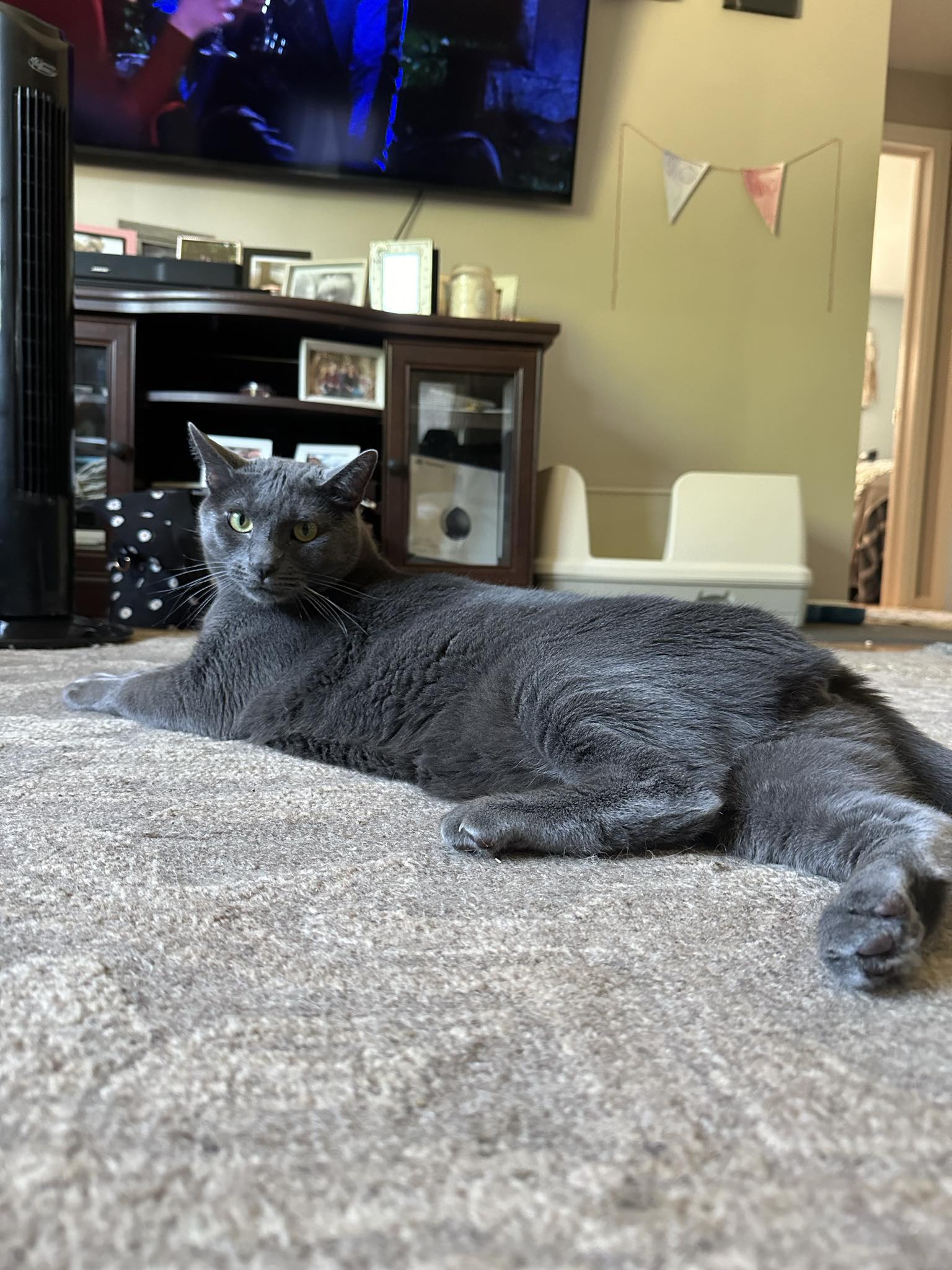 Gizmo, a Adopted Domestic Short Hair in Webster, NY image 3/4