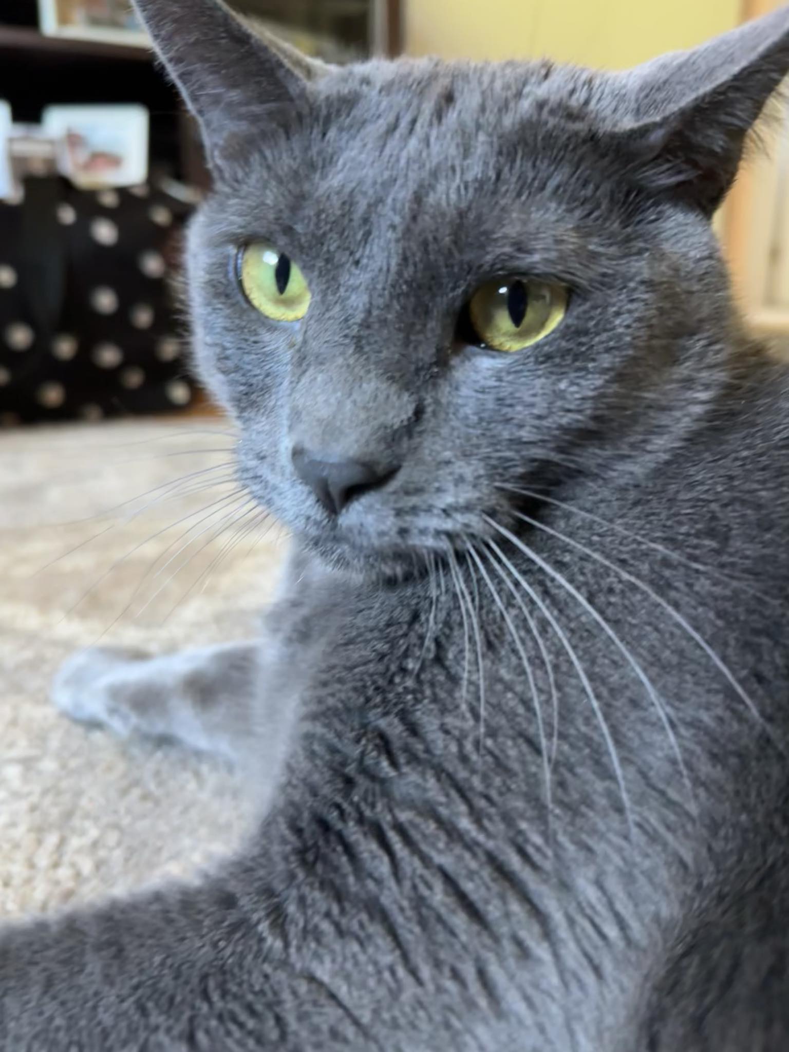 Gizmo, Adopted, Adult Male Domestic Short Hair.