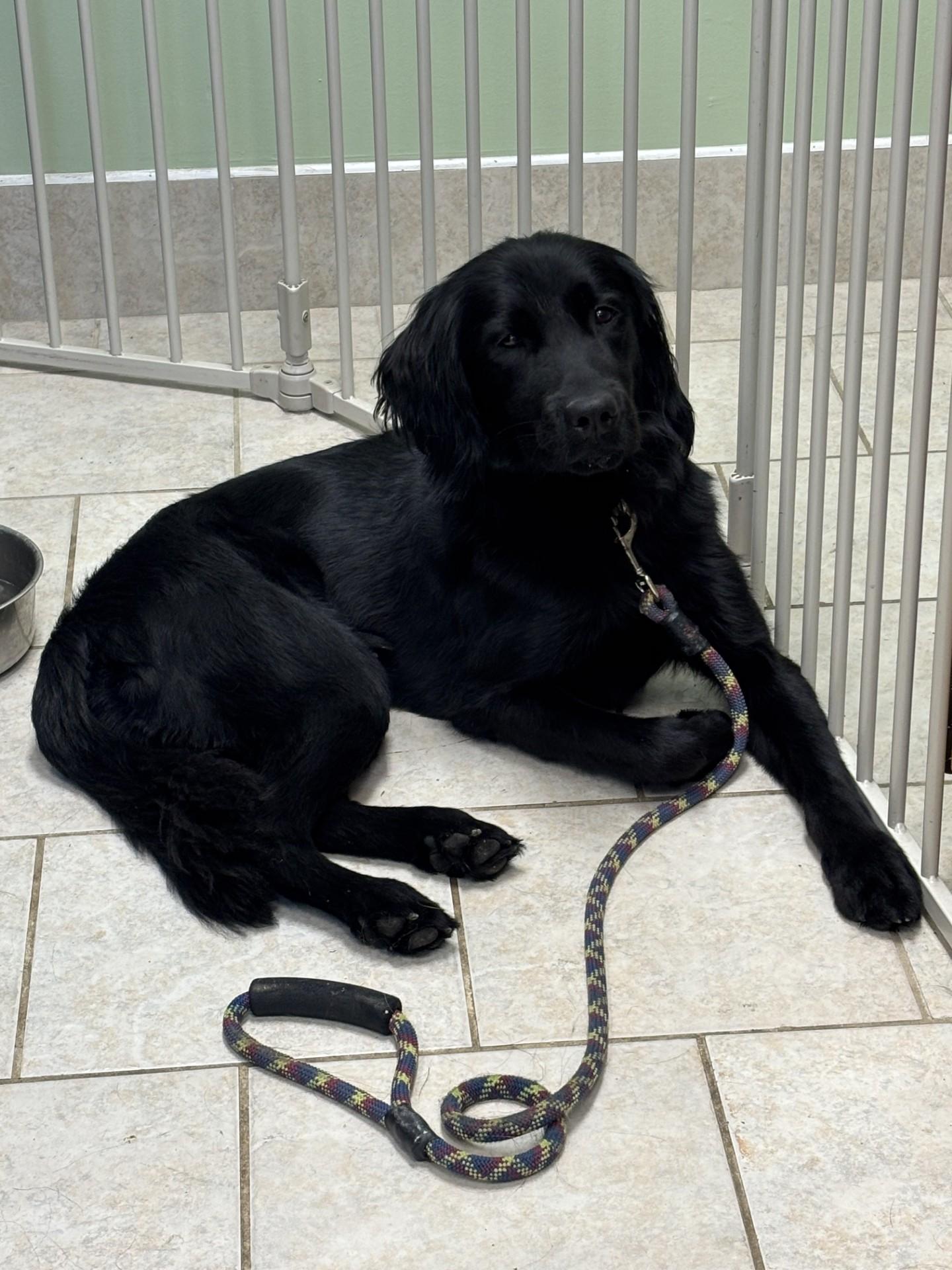 Bluey, ADOPTABLE, Adult Male Flat-Coated Retriever.