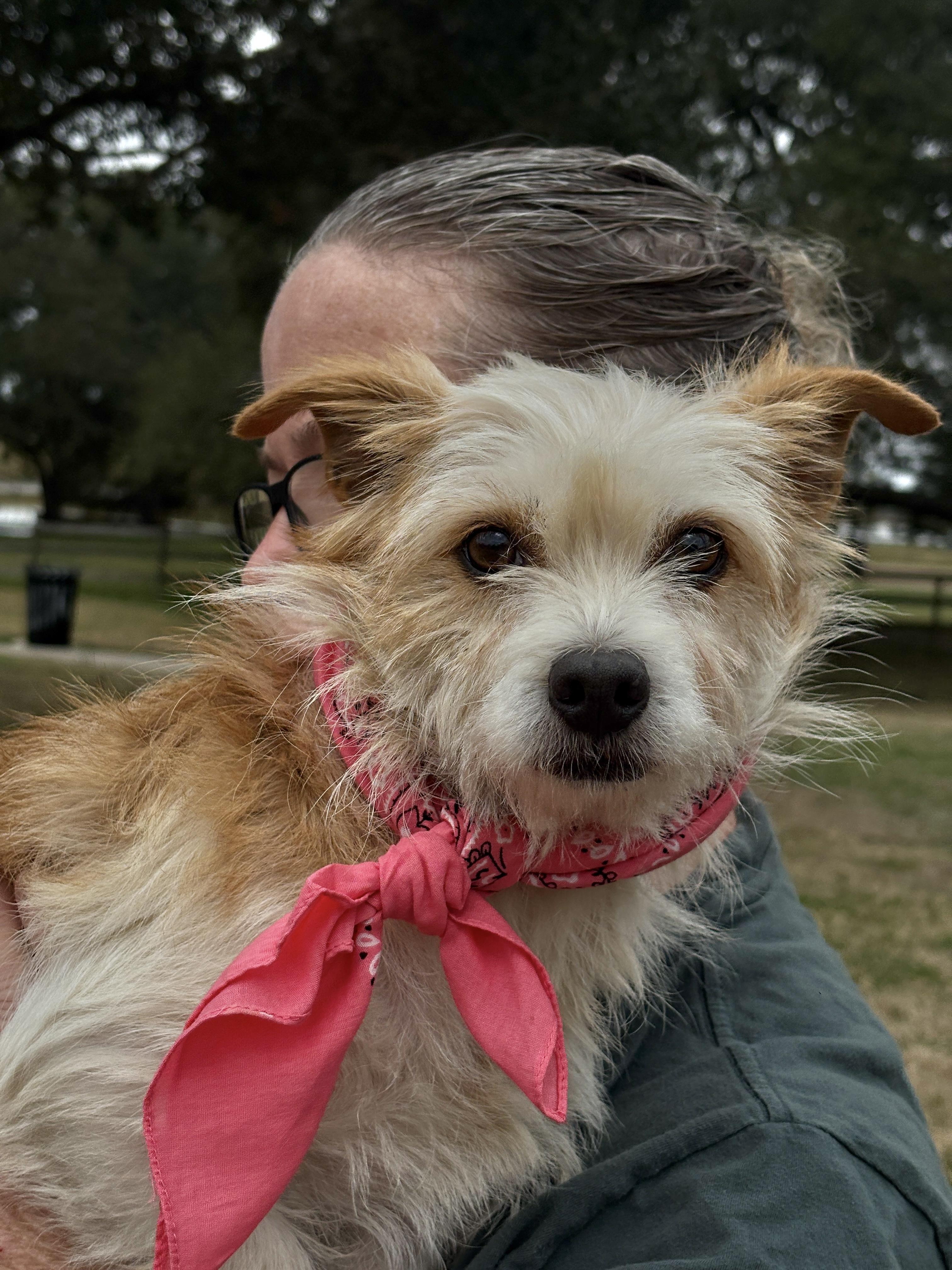 Enlarge ALLI, a ADOPTABLE mixed breed in Boston, MA image 4/6