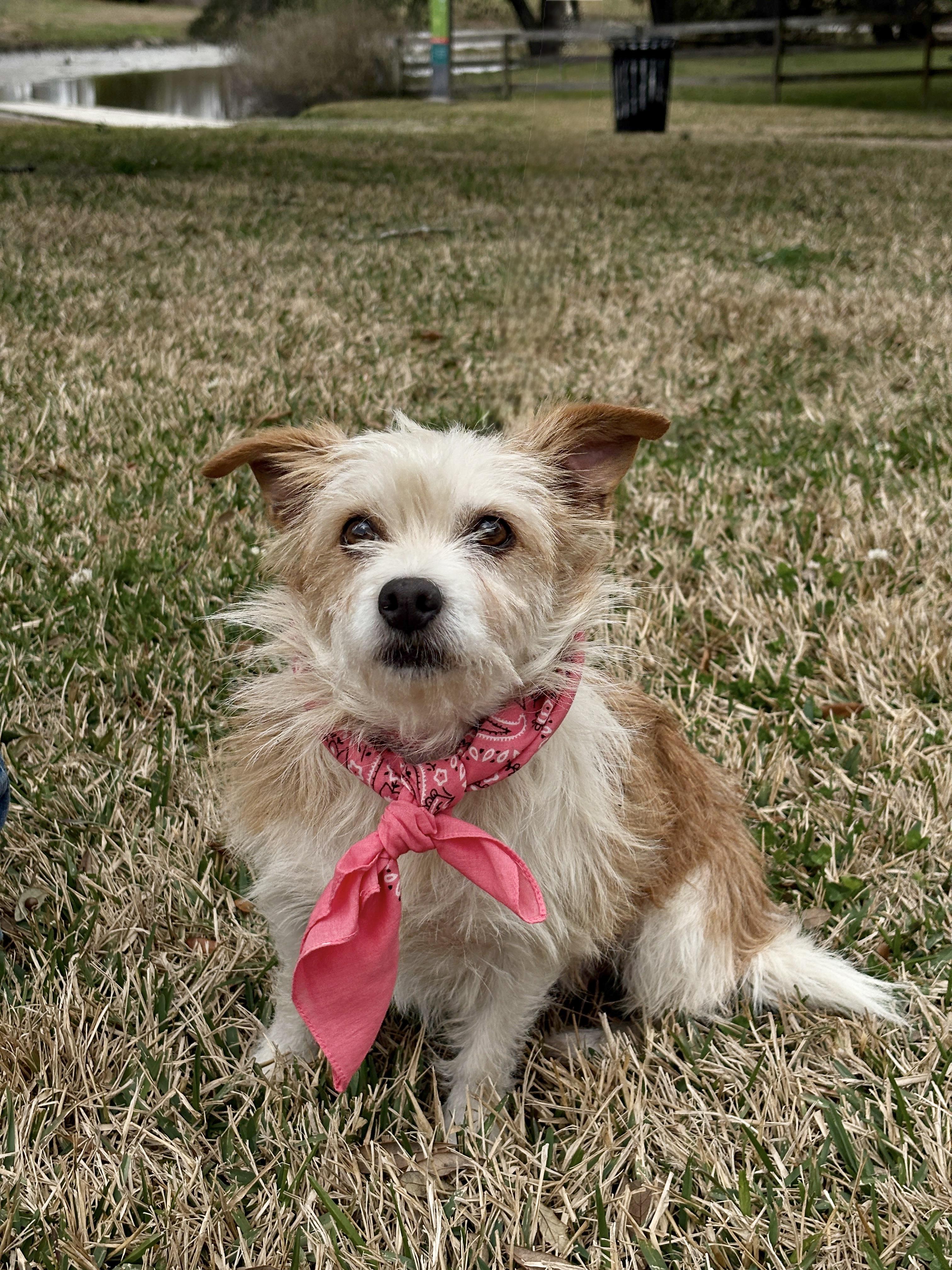 Enlarge ALLI, a ADOPTABLE mixed breed in Boston, MA image 3/6