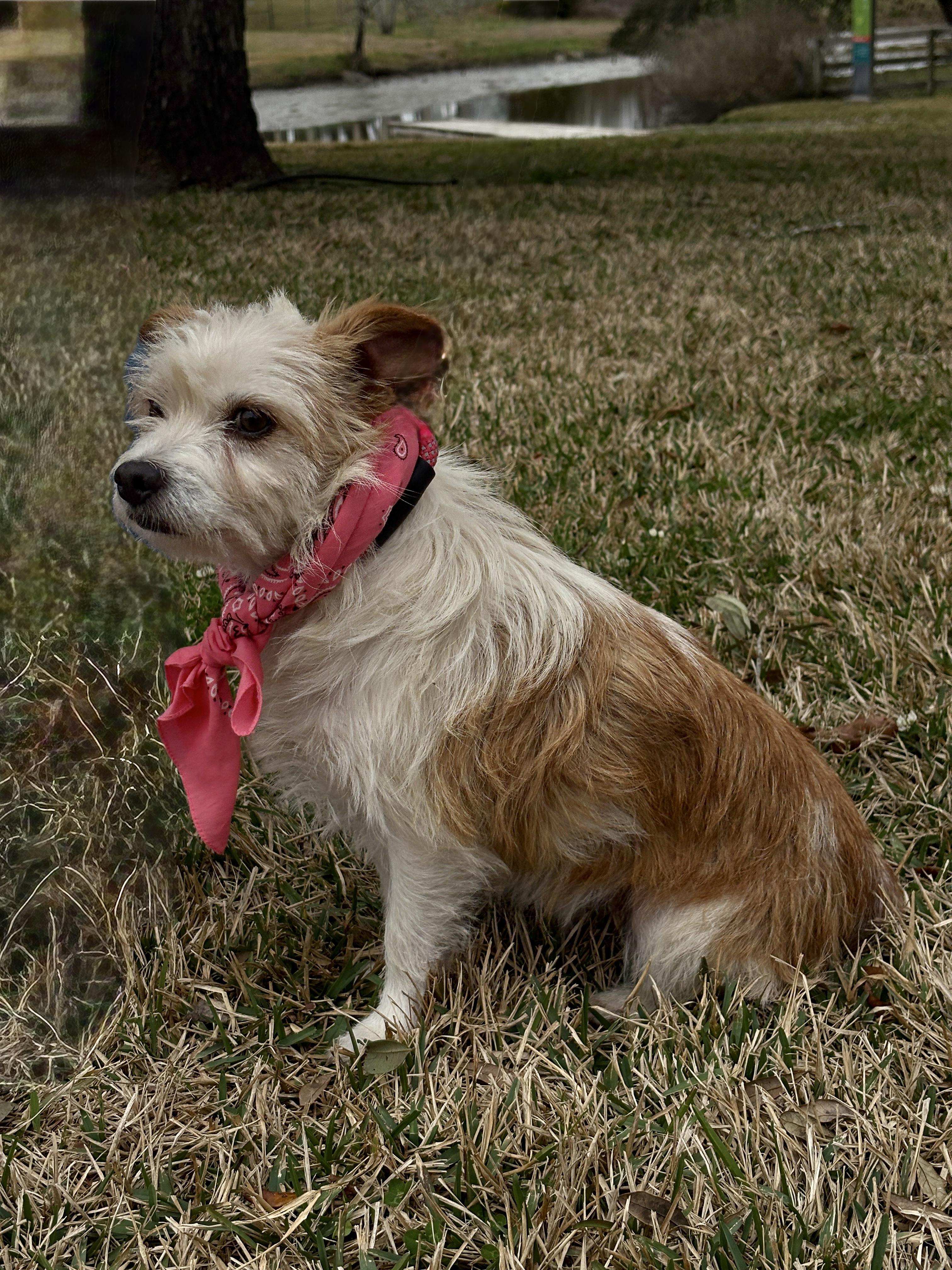 Enlarge ALLI, a ADOPTABLE mixed breed in Boston, MA image 6/6