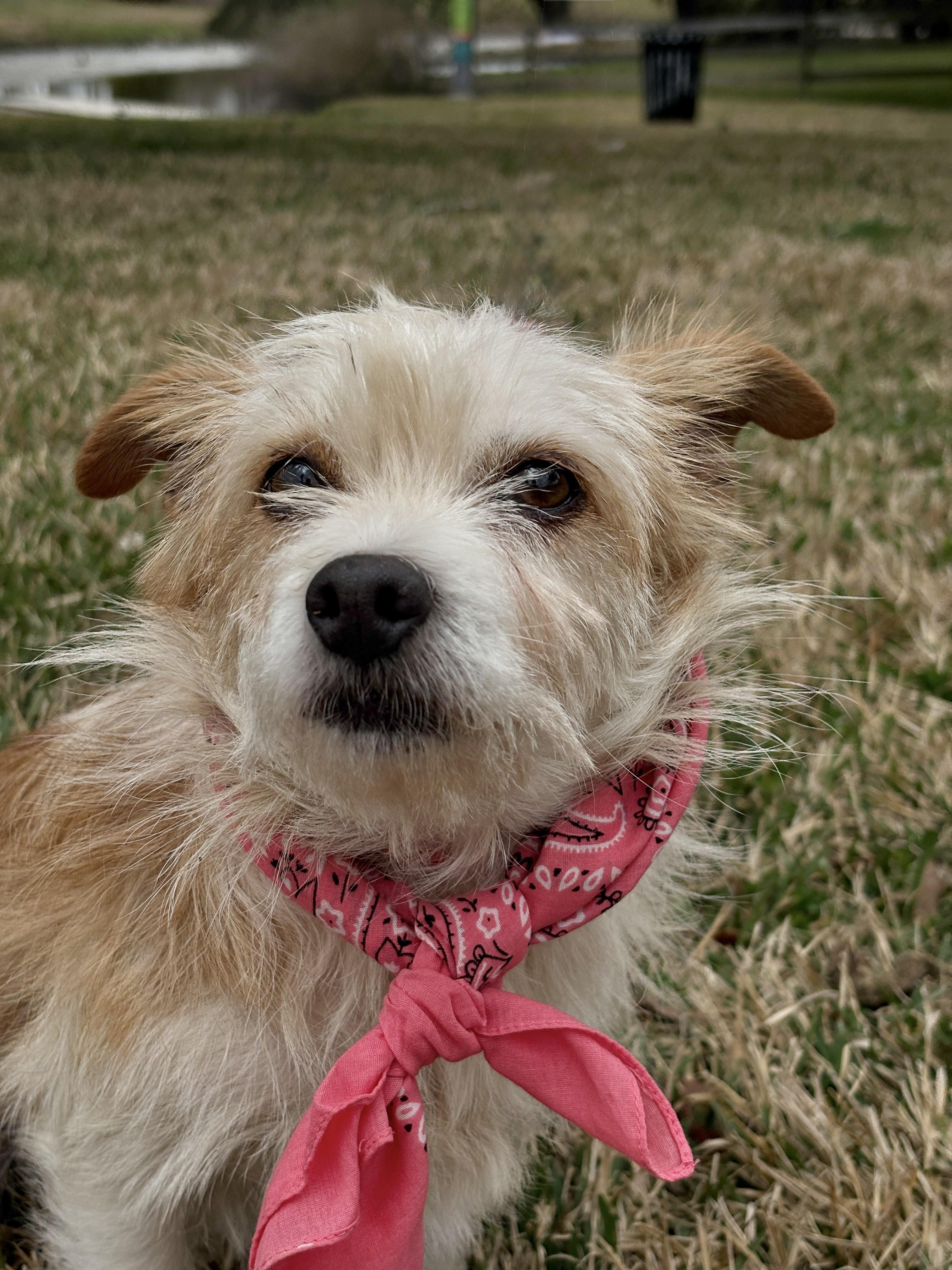 ALLI, ADOPTABLE, Adult Female West Highland White Terrier / Westie.