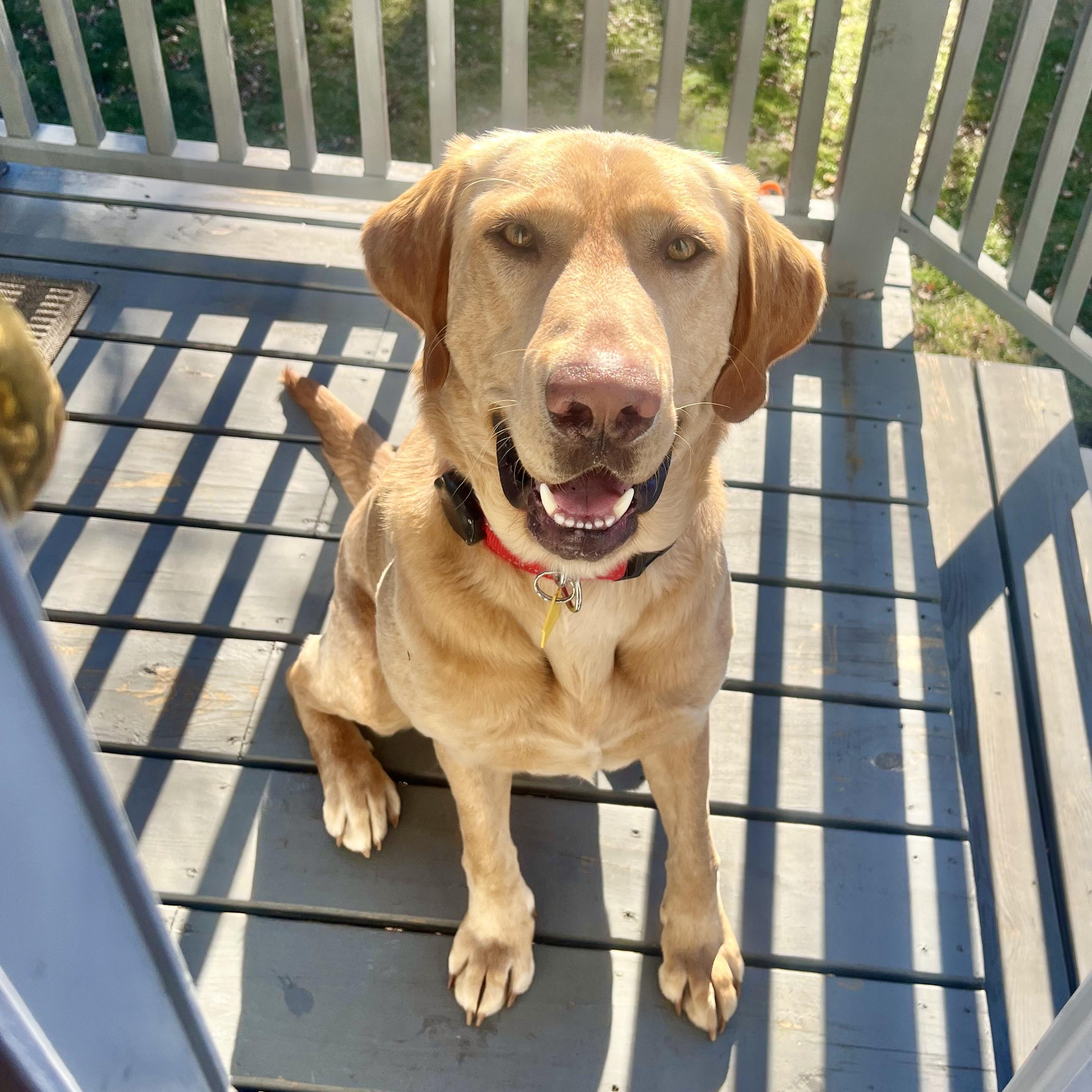 Sherpa Throw, Adoptable, Young Male Labrador Retriever.