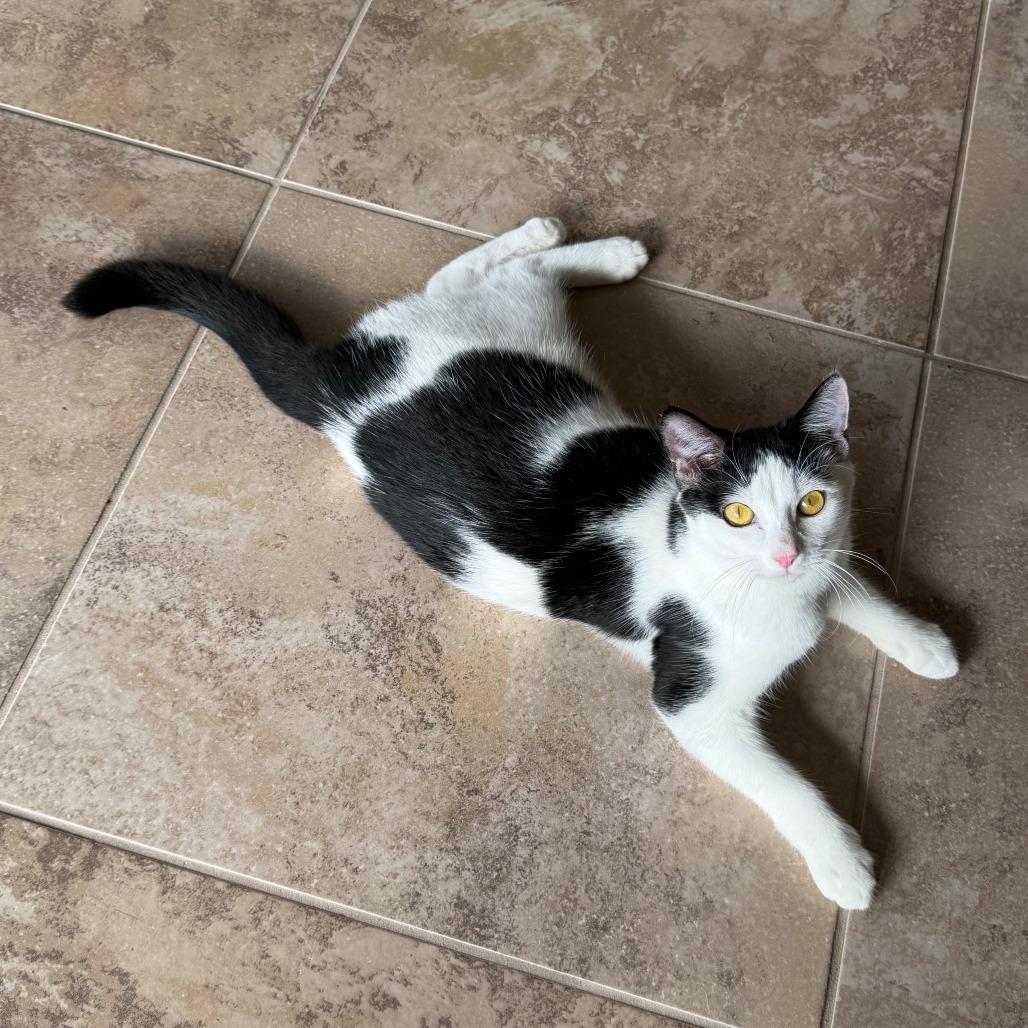 Buster, Adoptable, Young Male Domestic Short Hair.