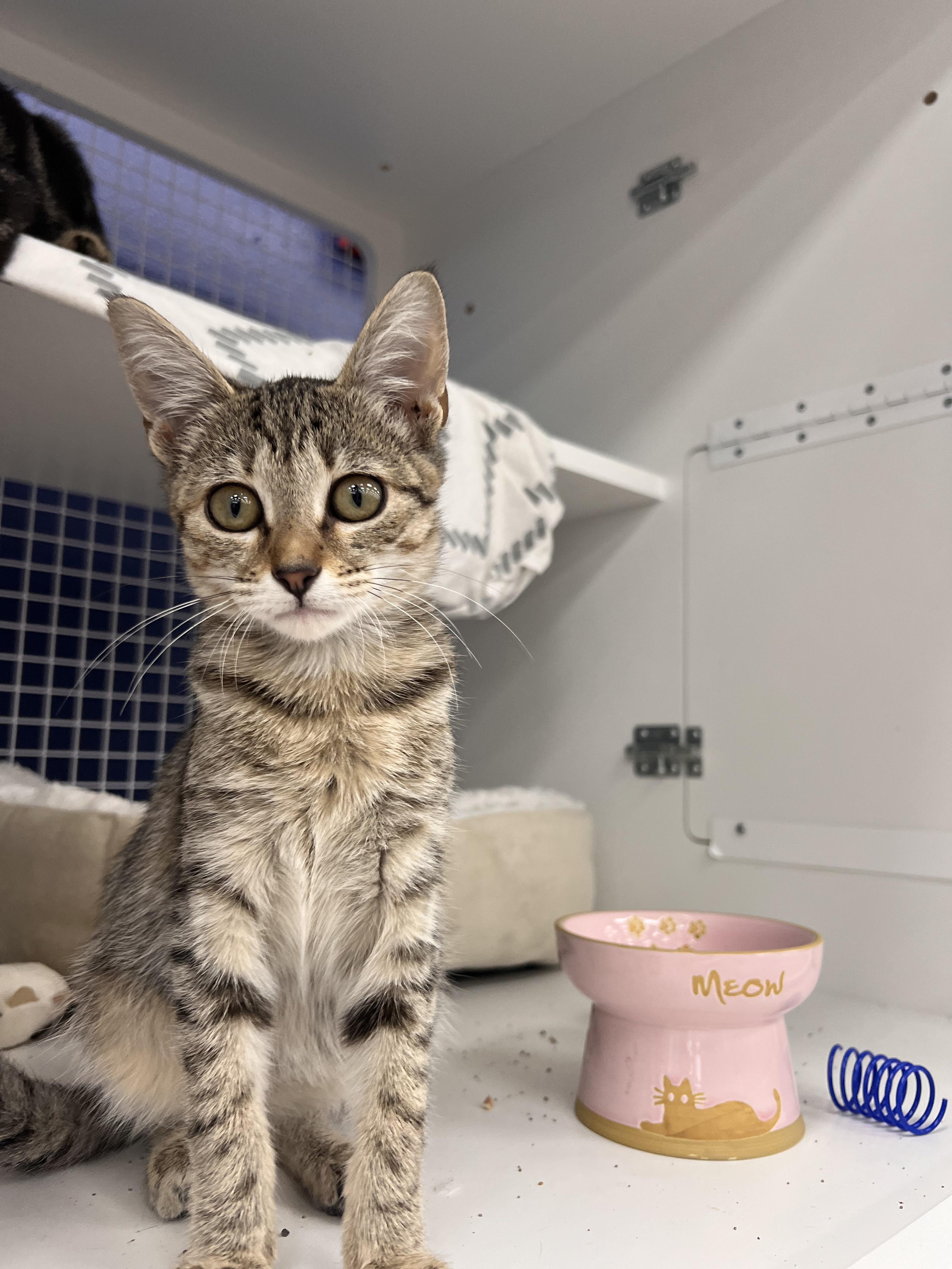 Lucy, a Adoptable Tabby in Monrovia , CA image 4/4