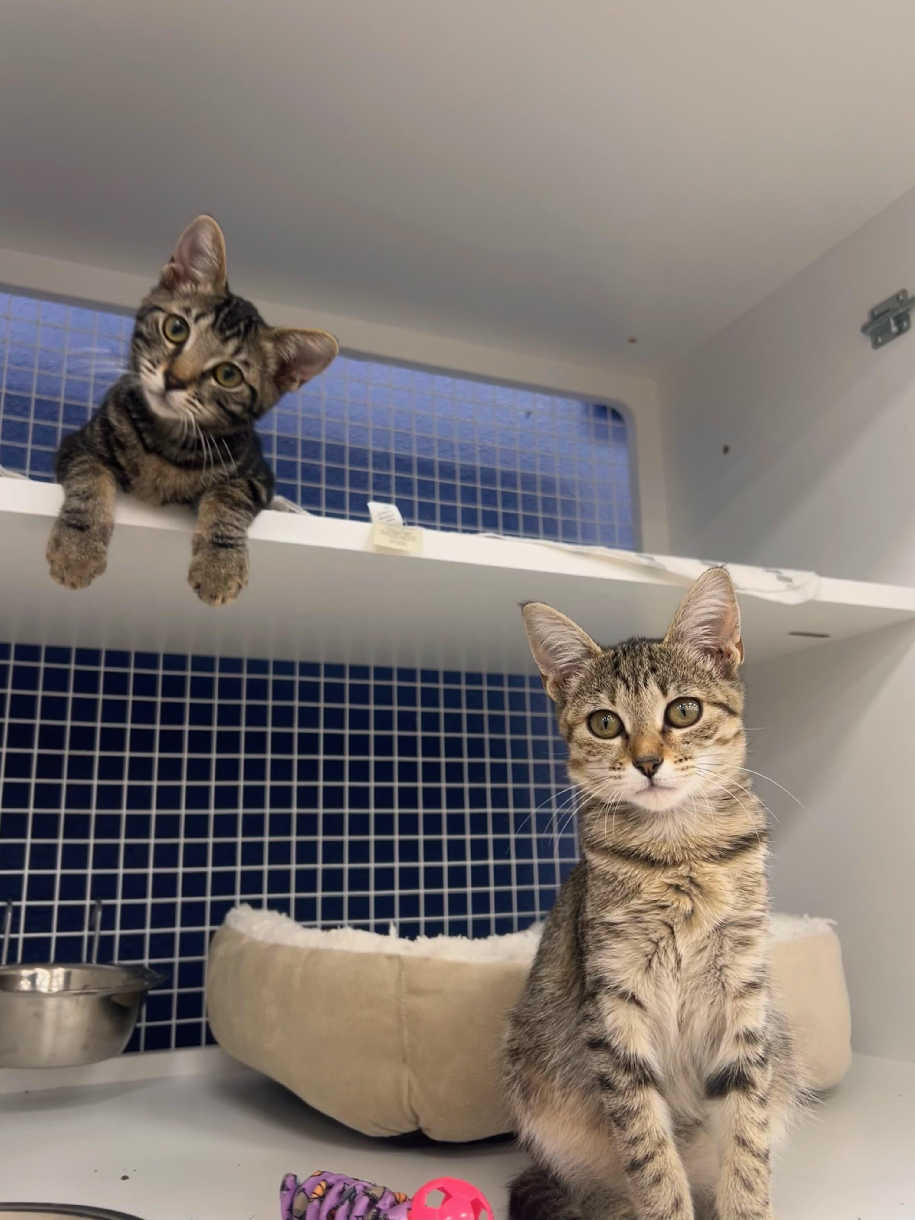 Lucy, a Adoptable Tabby in Monrovia , CA image 2/4