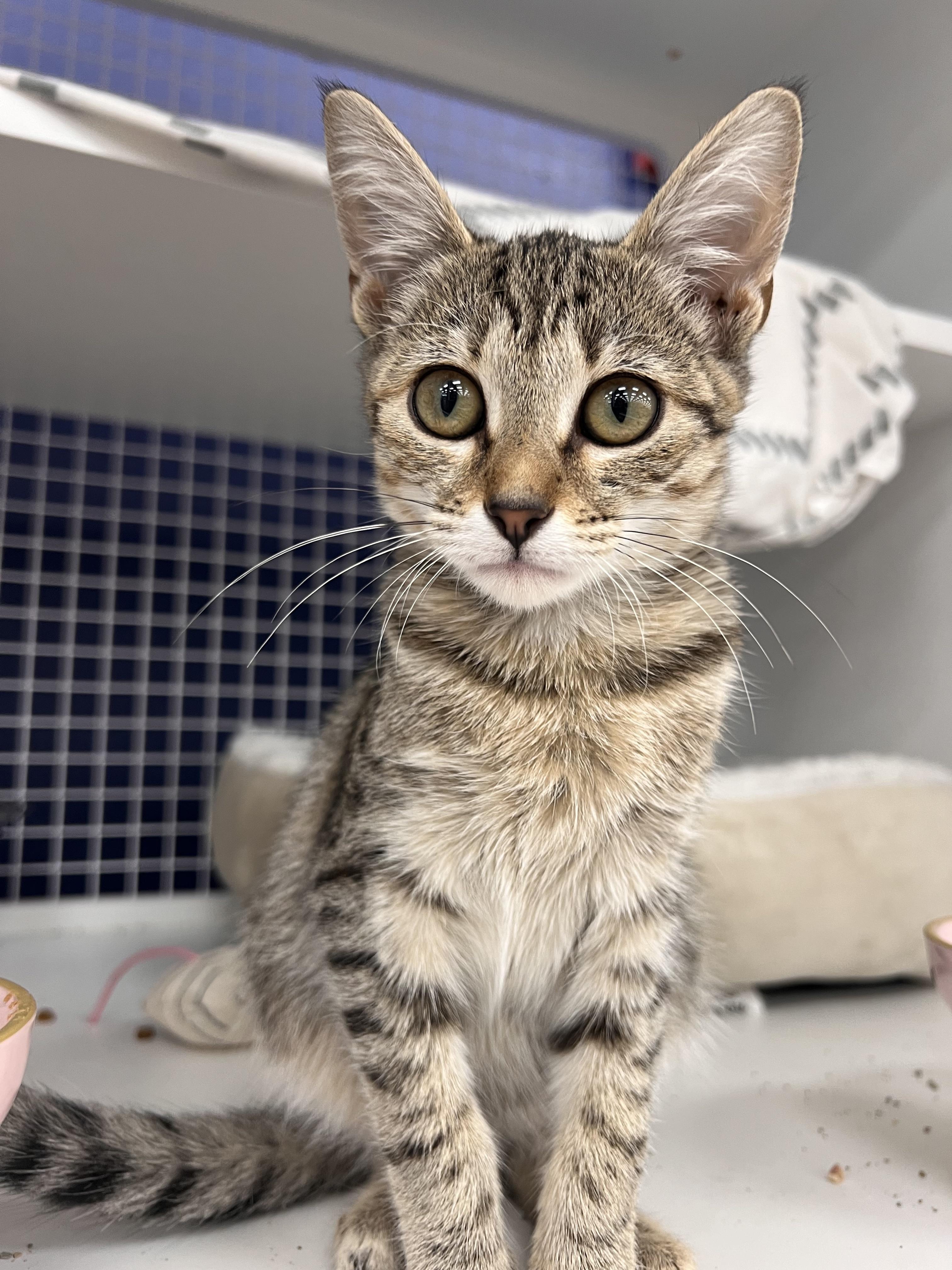 Lucy, a Adoptable Tabby in Monrovia , CA image 1/4