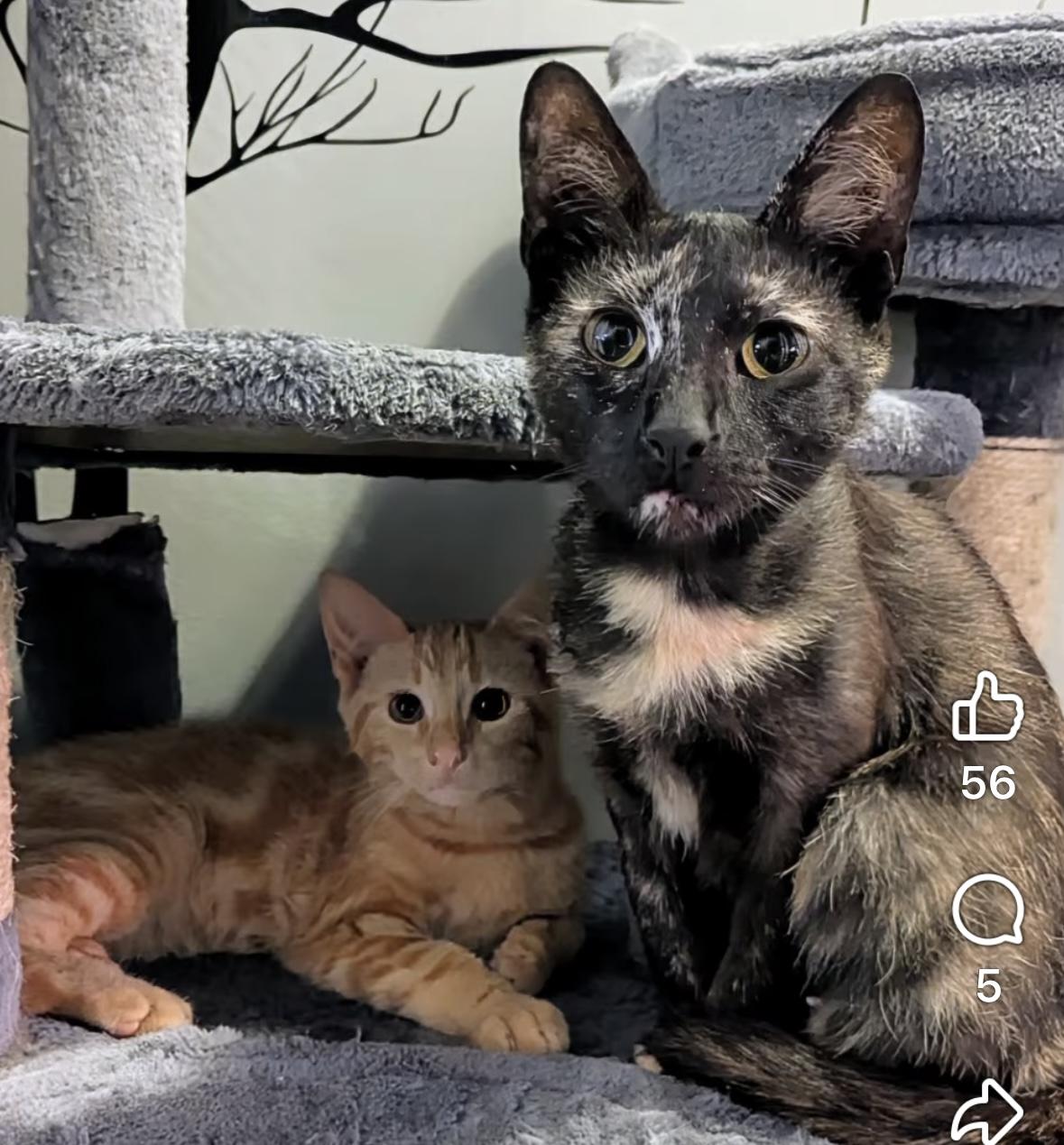 SIMBA & SARABI, Young Male Domestic Short Hair