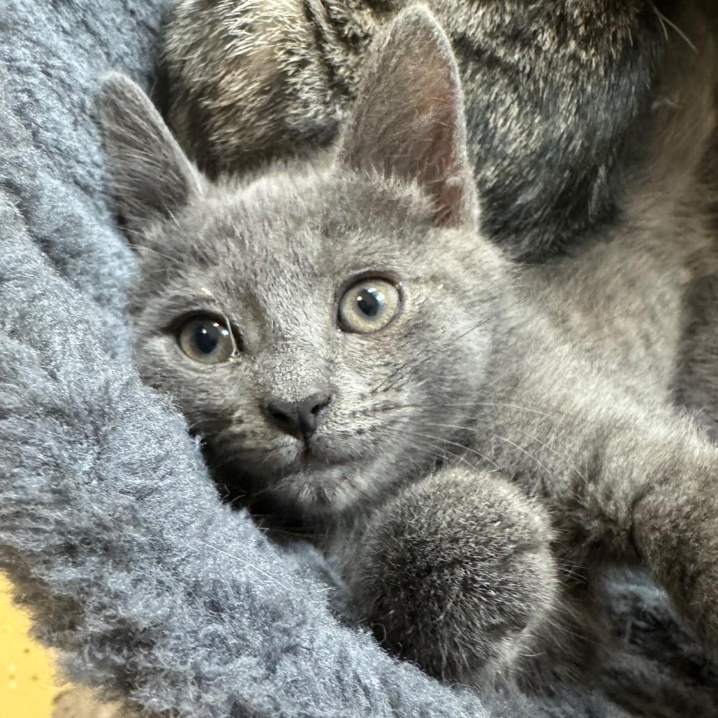 Violet, Adoptable, Kitten Female Domestic Short Hair.