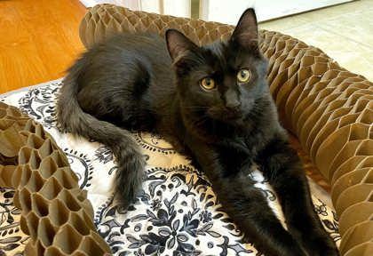 Buckley Blue, Adoptable, Kitten Male Domestic Medium Hair & Domestic Short Hair.