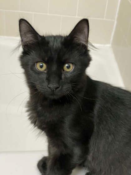 Enlarge Buckley Blue, a Adoptable mixed breed in Savannah, GA image 2/3