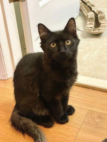 Enlarge Buckley Blue, a Adoptable mixed breed in Savannah, GA image 3/3