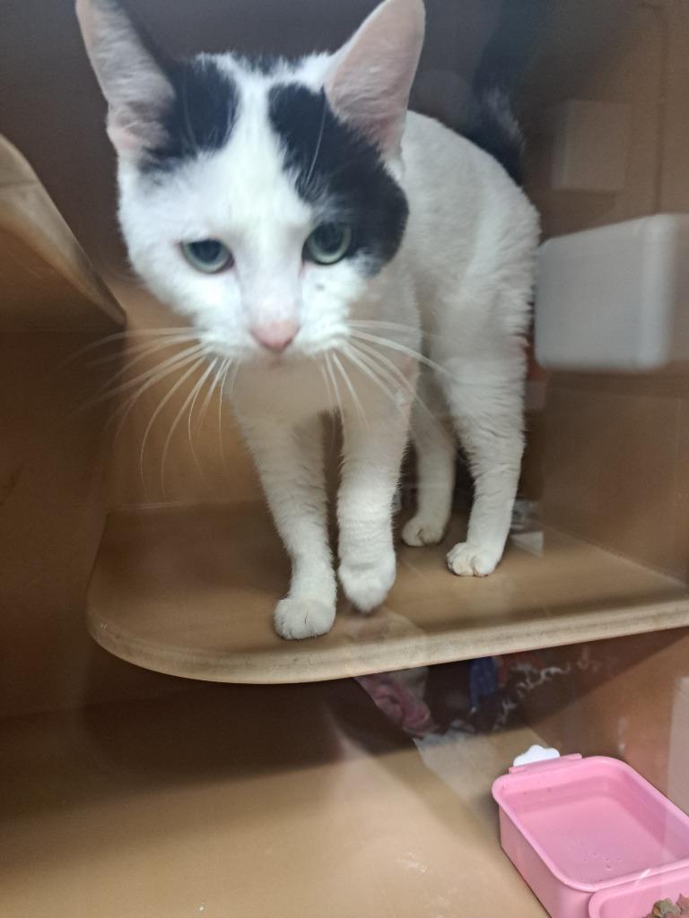 Enlarge Olaf, a Adoptable mixed breed in Fayetteville, TN image 1/2