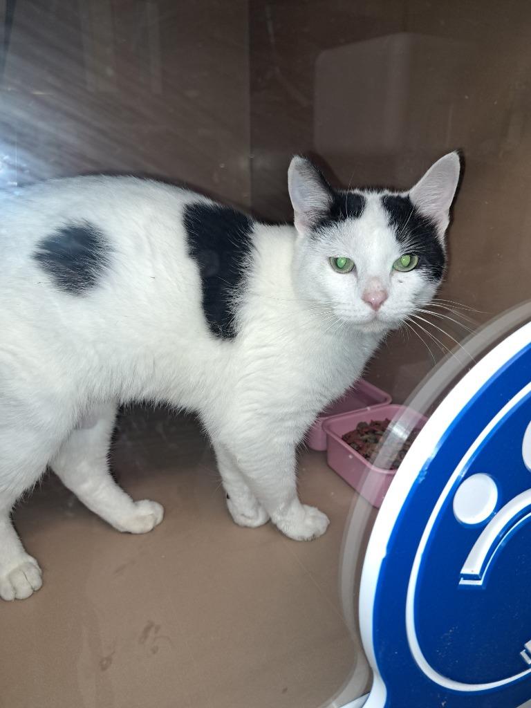 Enlarge Olaf, a Adoptable mixed breed in Fayetteville, TN image 2/2