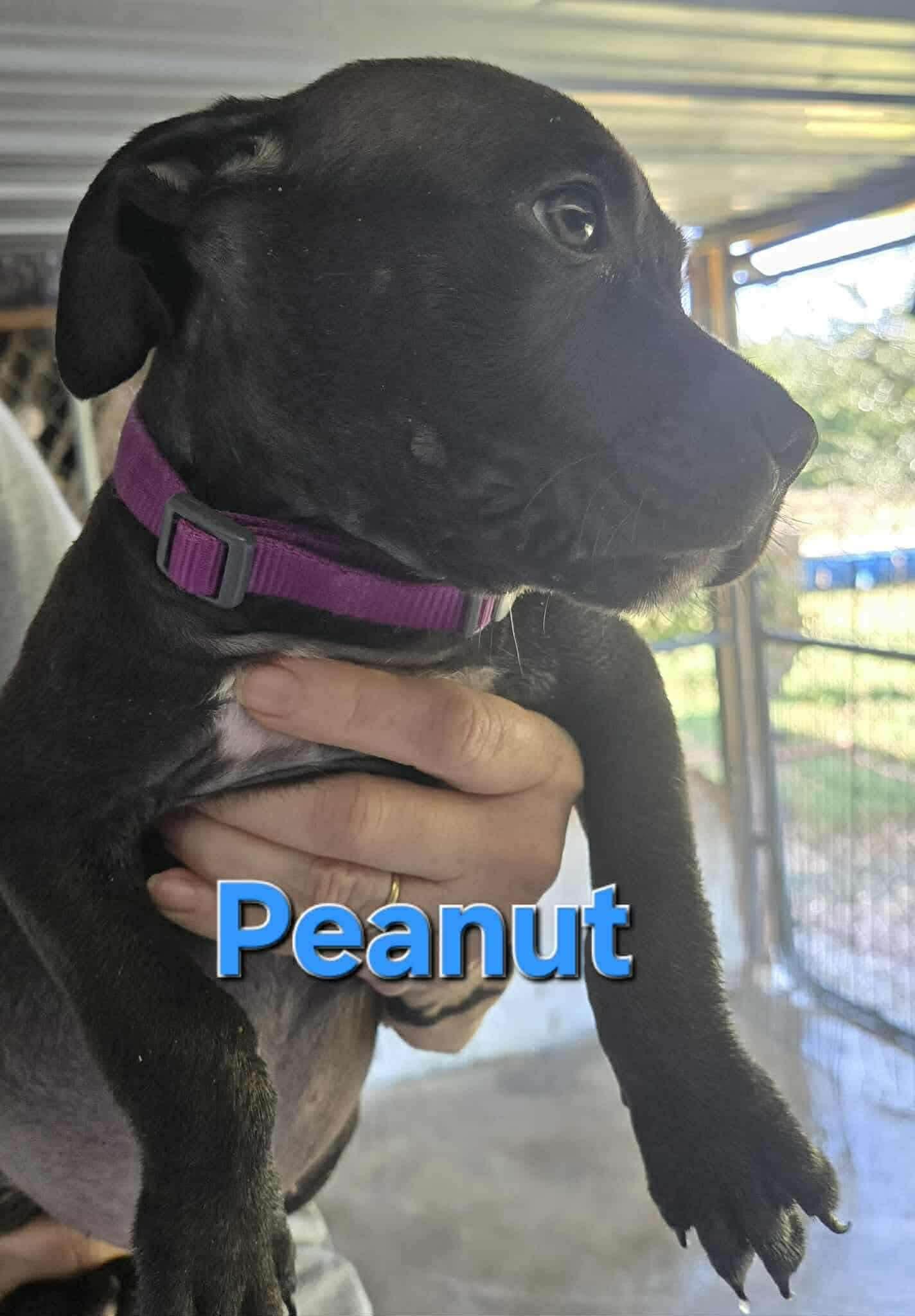 Enlarge Peanut, a Adopted mixed breed in Arlee, MT image 3/6