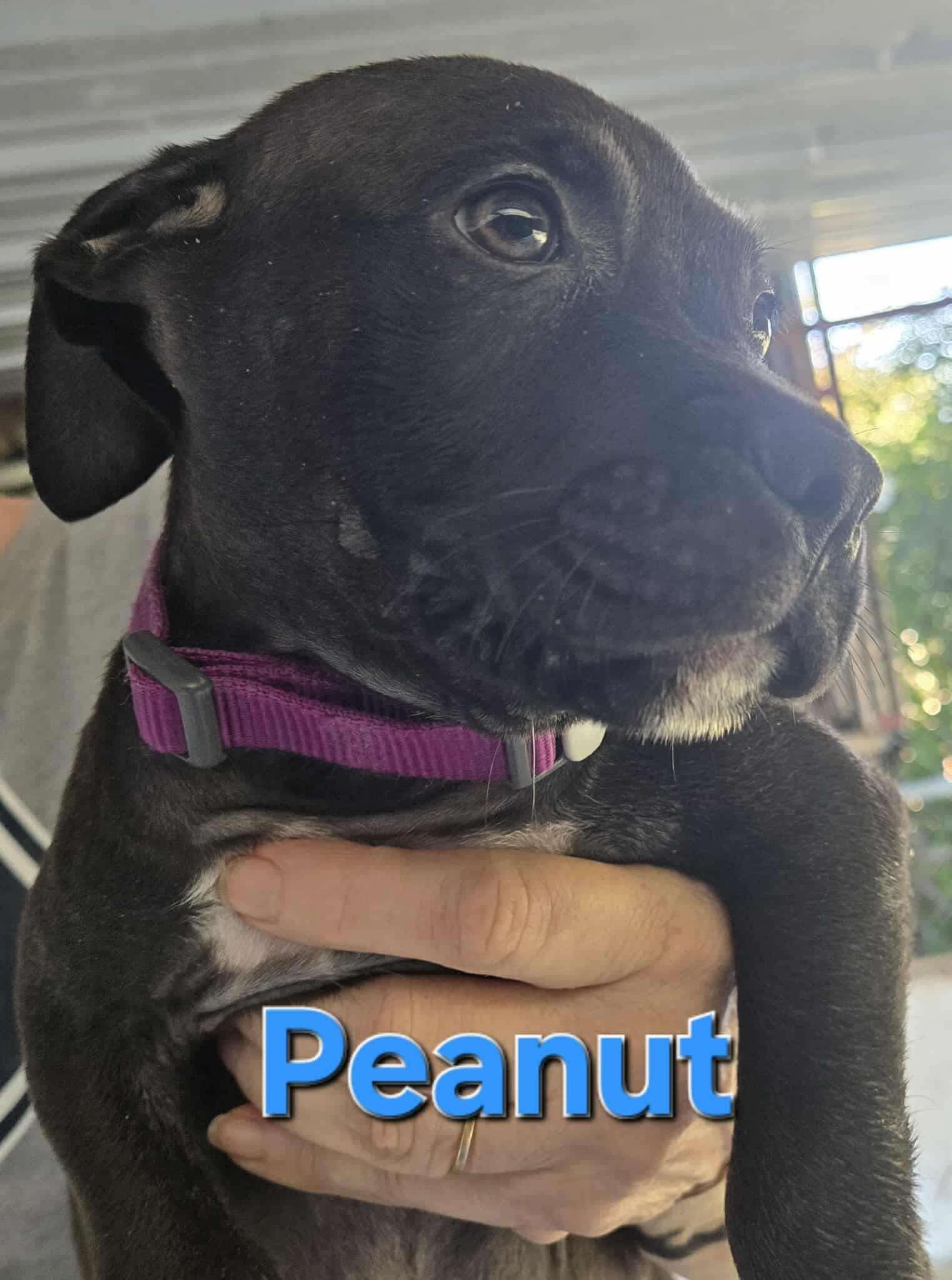 Enlarge Peanut, a Adopted mixed breed in Arlee, MT image 4/6