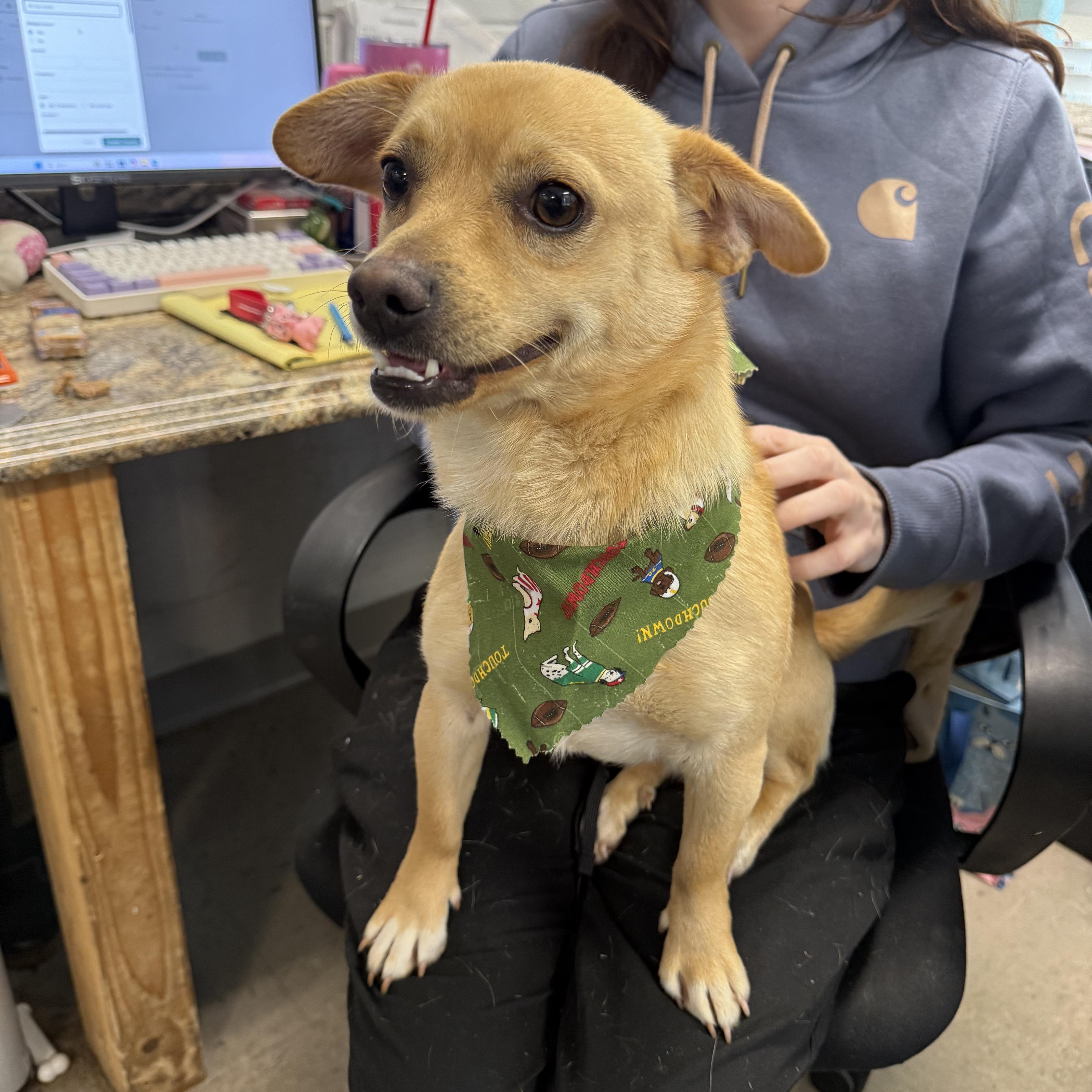 Pico, Adoptable, Young Male Chihuahua.